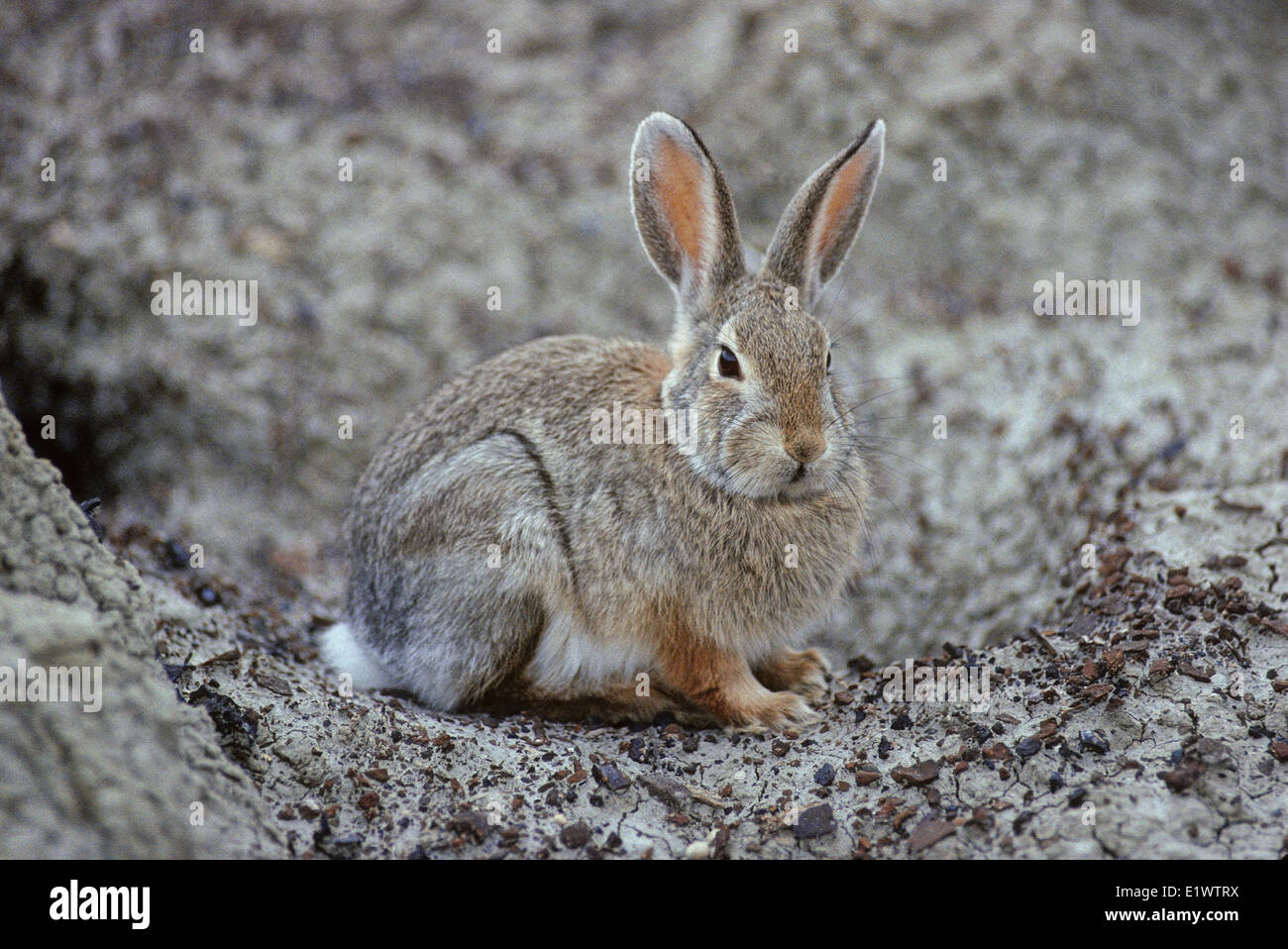 Nuttall's silvilago (Sylvilagus nuttallii) (Montagna) Silvilago coniglio adulto. Attivo la mattina presto alla sera tardi. Non è una situazione sociale Foto Stock