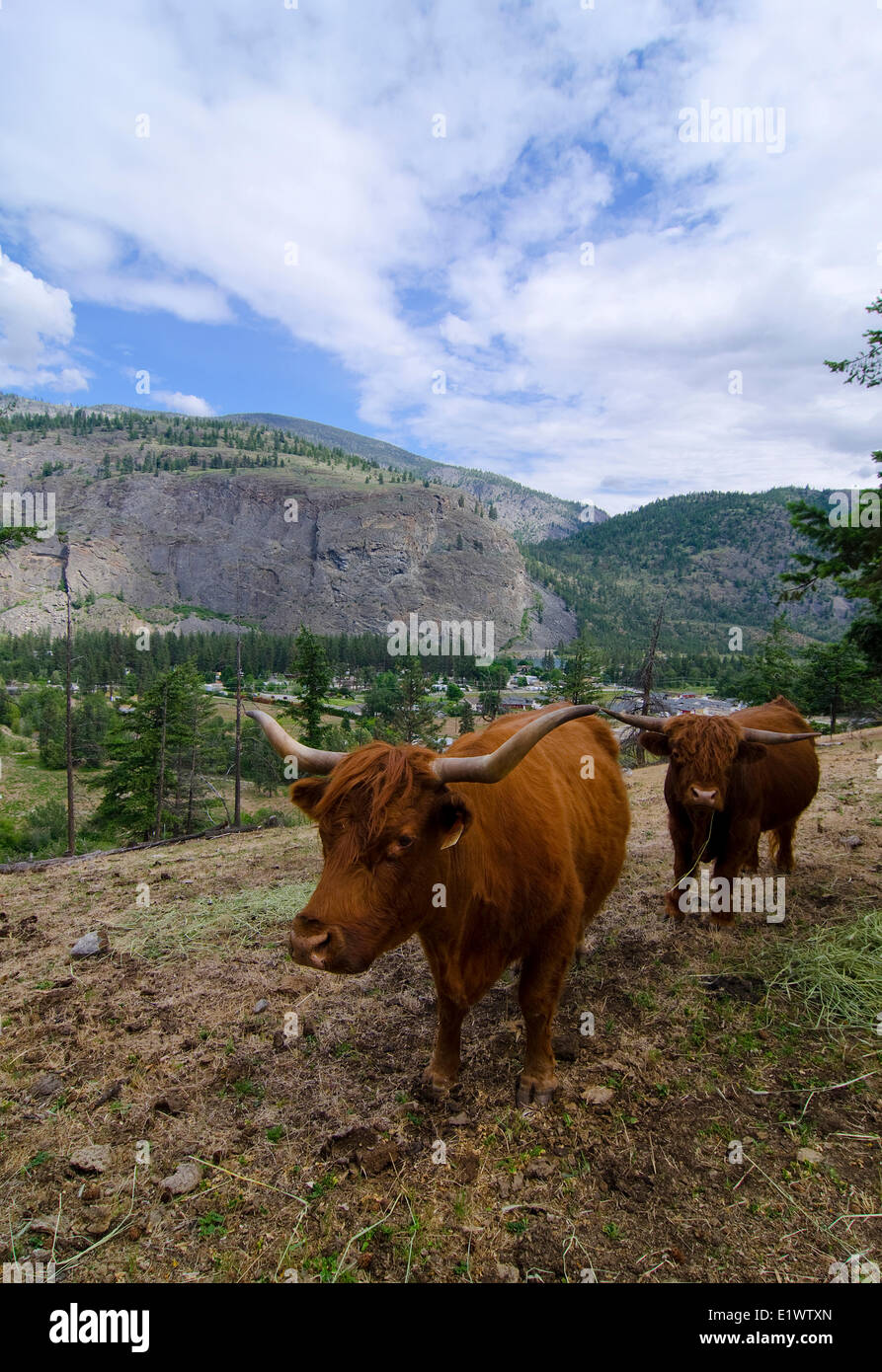 Bovini, Oliver, British Columbia, Canada. Foto Stock