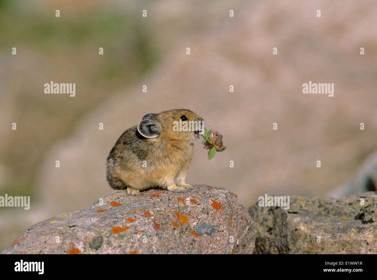 Pika (Ochotona princeps) adulto (Rock sibilo di coniglio lepre) nativa per climi freddi ad altitudini più elevate. Non hibernate ma Foto Stock