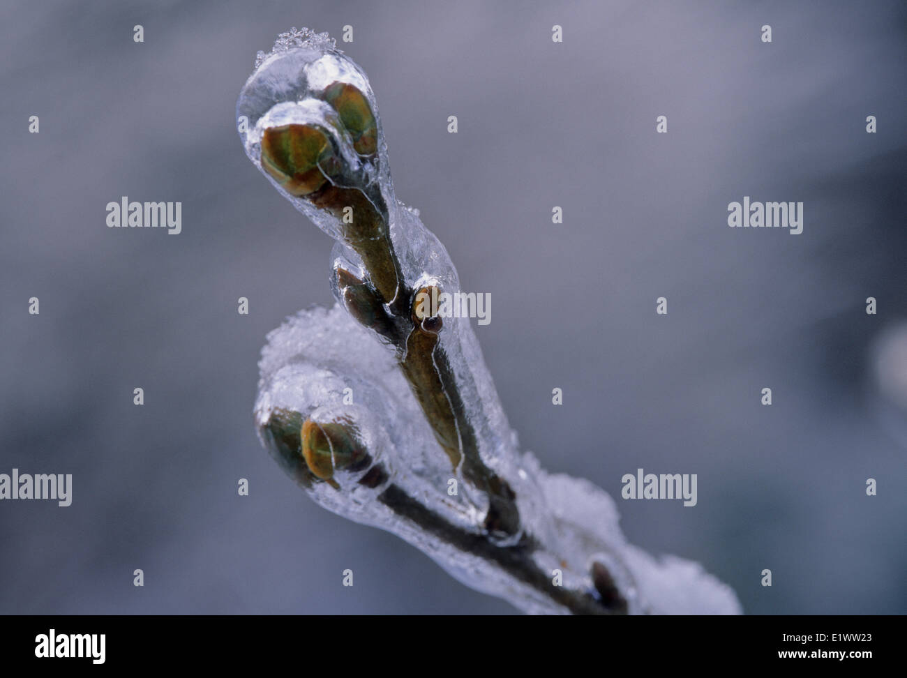 Il ghiaccio aggrappati ai boccioli seguendo una delle tante tempeste di neve che si verificano in primavera. In Ontario, Canada. Foto Stock