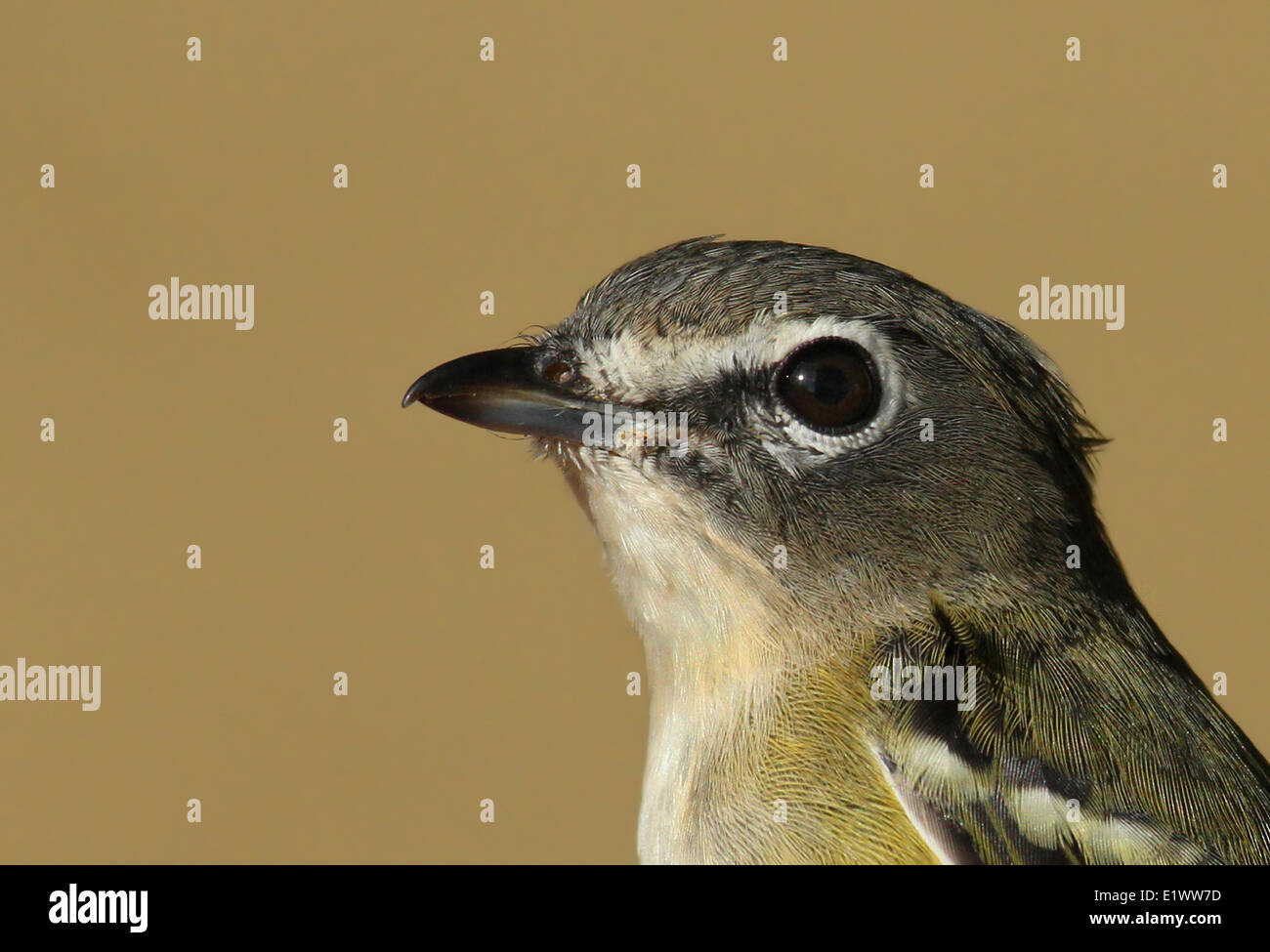 Un ritratto di una a testa azzurra, Vireo Vireo solitarius , finalmente il lago di montagna, Saskatchewan Foto Stock