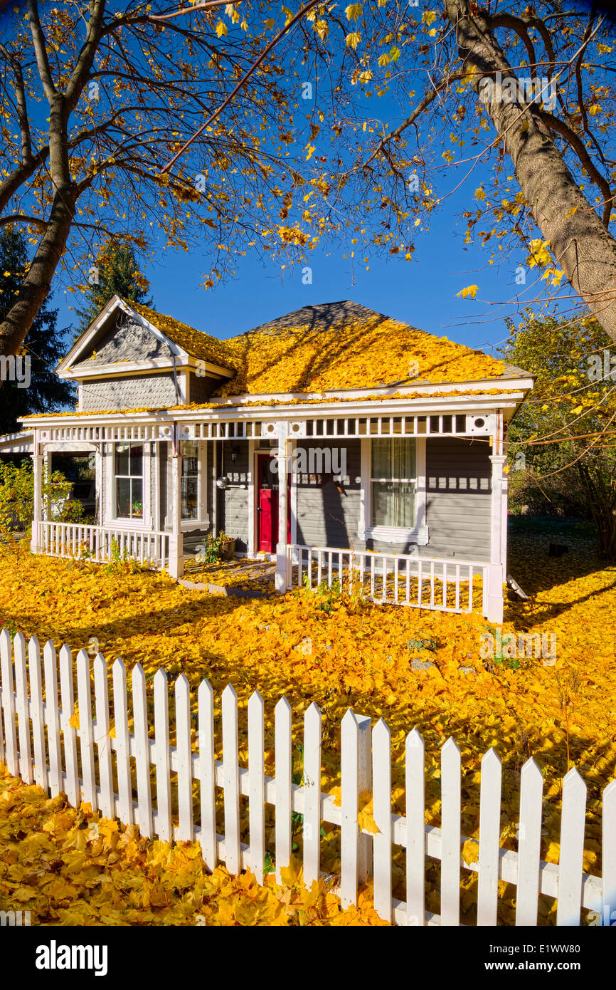 Giallo dorato di foglie di acero in casa con white Picket Fence--Armstrong BC-Nord Okanagan Valley Foto Stock