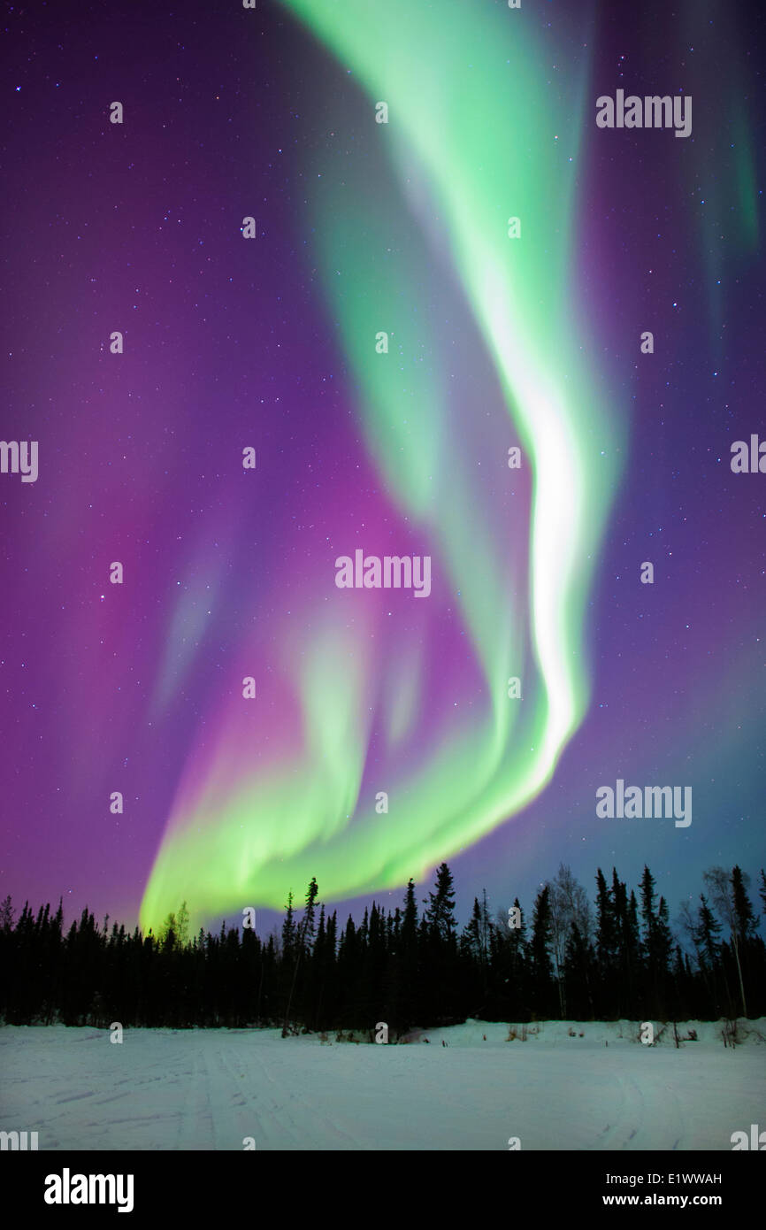 Aurora boreale (luci del nord), la foresta boreale, Yellowknife dintorni, NWT, Canada Foto Stock
