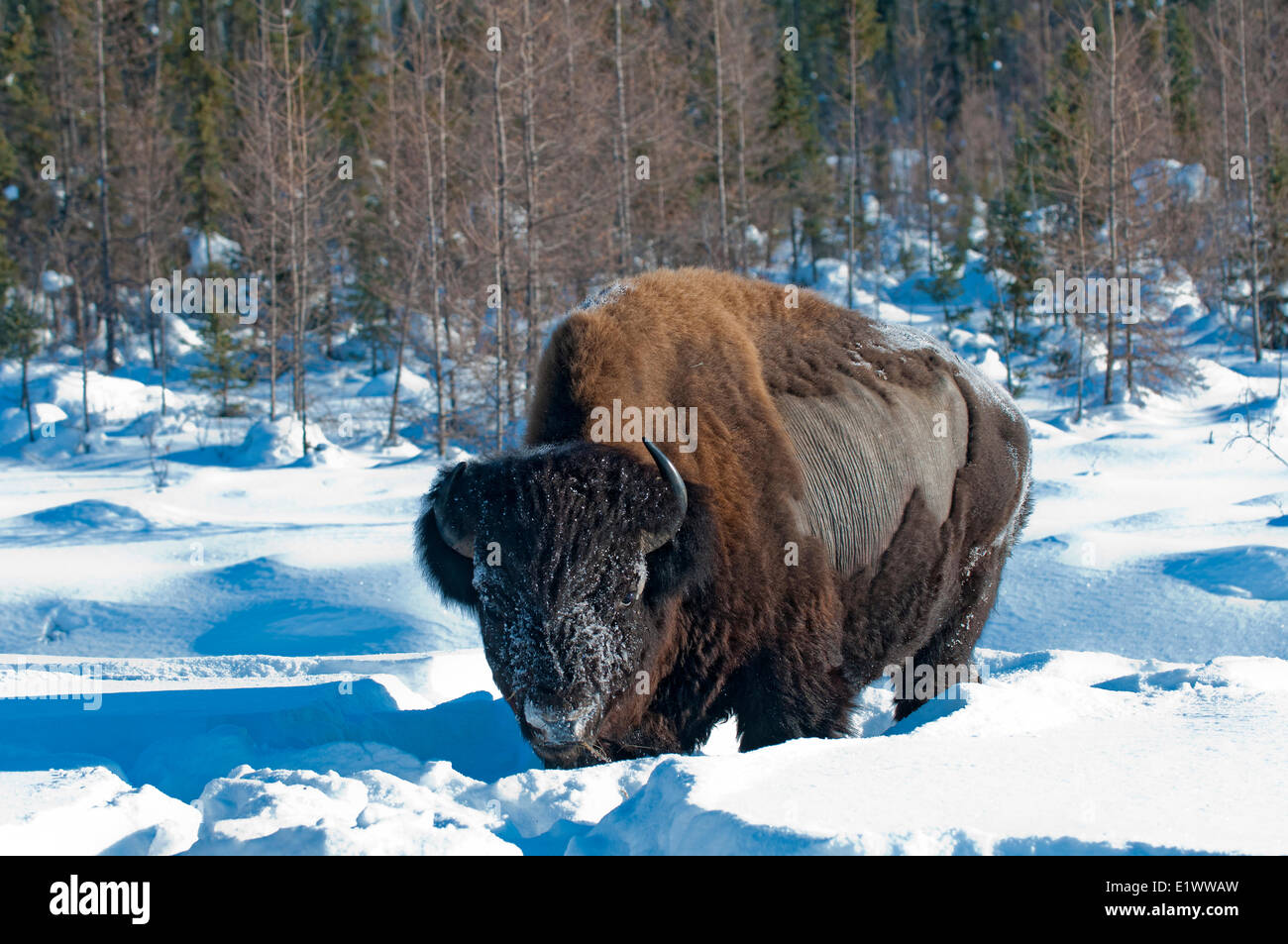 Legno di svernamento bison (Bison bison athabascae), MNacKenzie Bison Santuario, NWT, Canada Artico Foto Stock