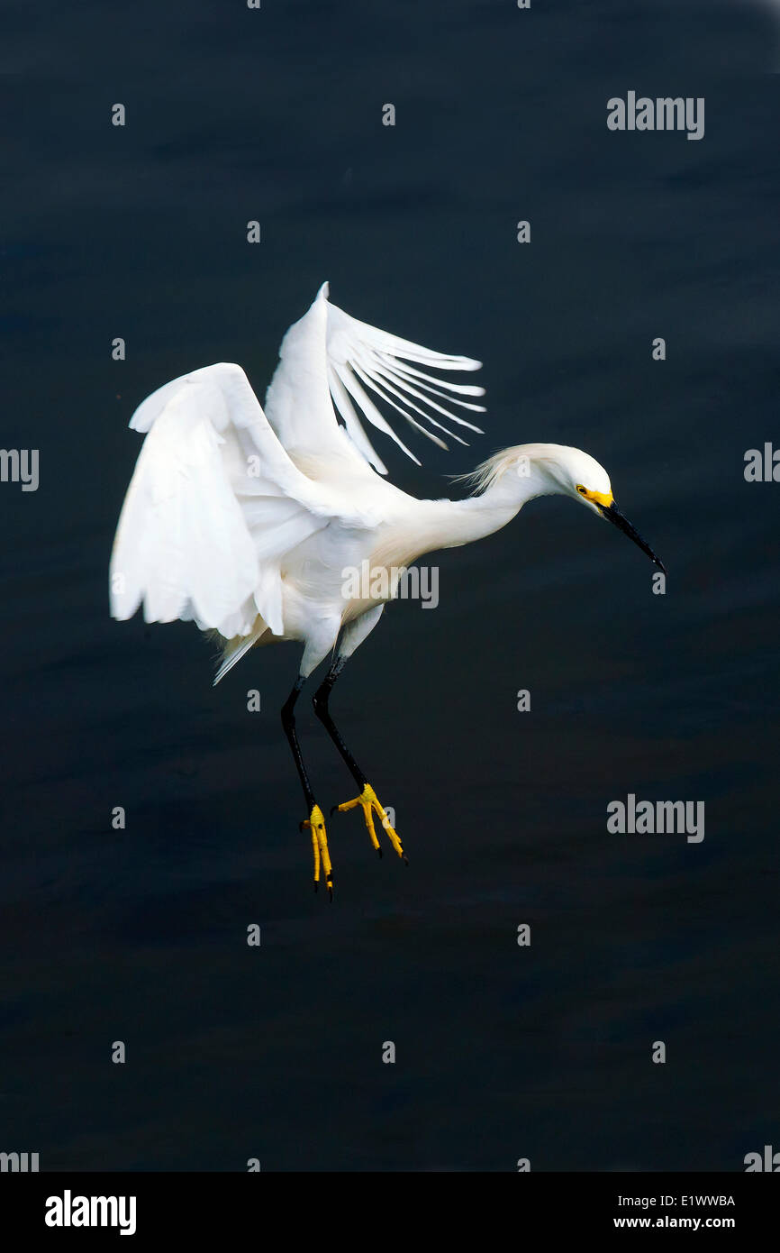 Adulto snowy garzetta (Egretta thuja), sud della Florida, Stati Uniti d'America Foto Stock