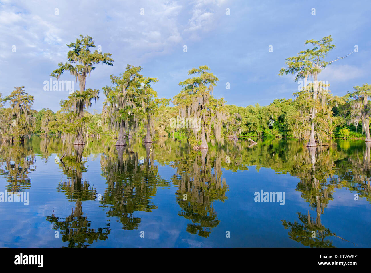 Cypress swamp, Achafalaya bacino idrografico, sud della Louisiana, Stati Uniti d'America Foto Stock