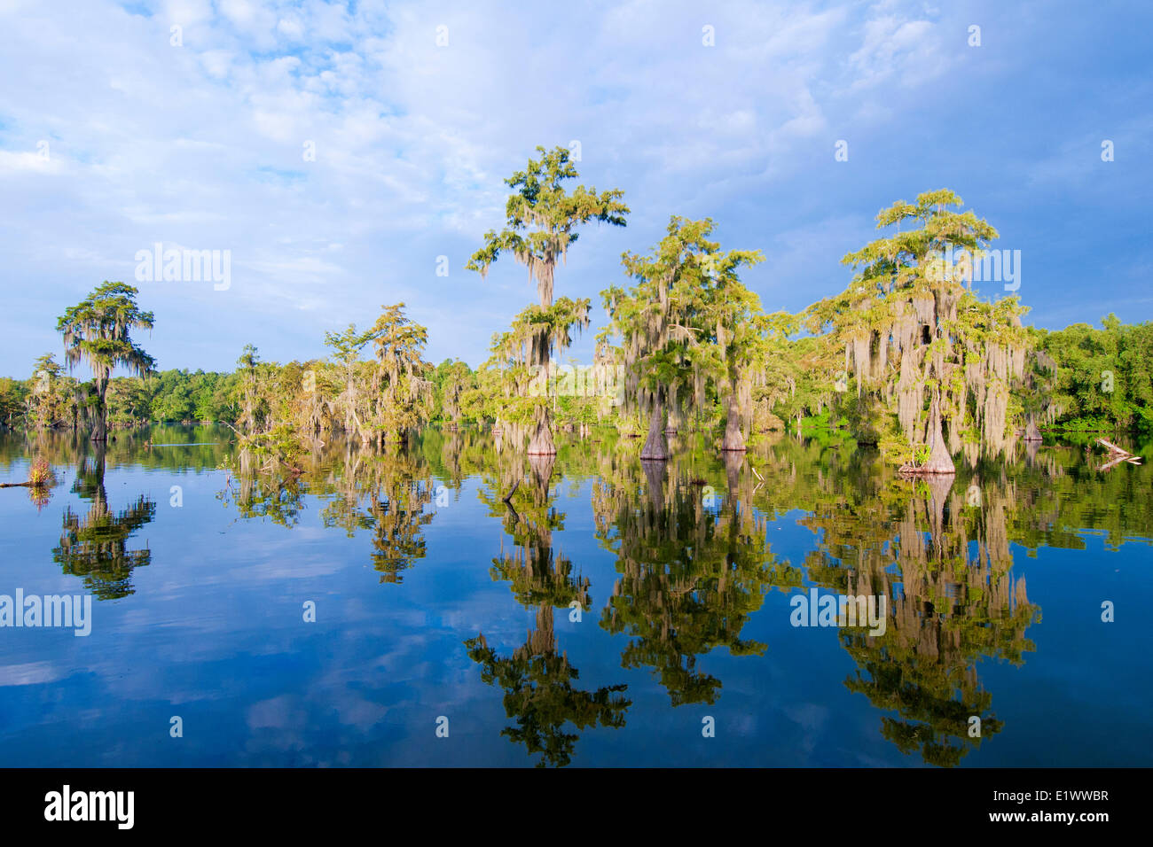 Cypress swamp, Achafalaya bacino idrografico, sud della Louisiana, Stati Uniti d'America Foto Stock