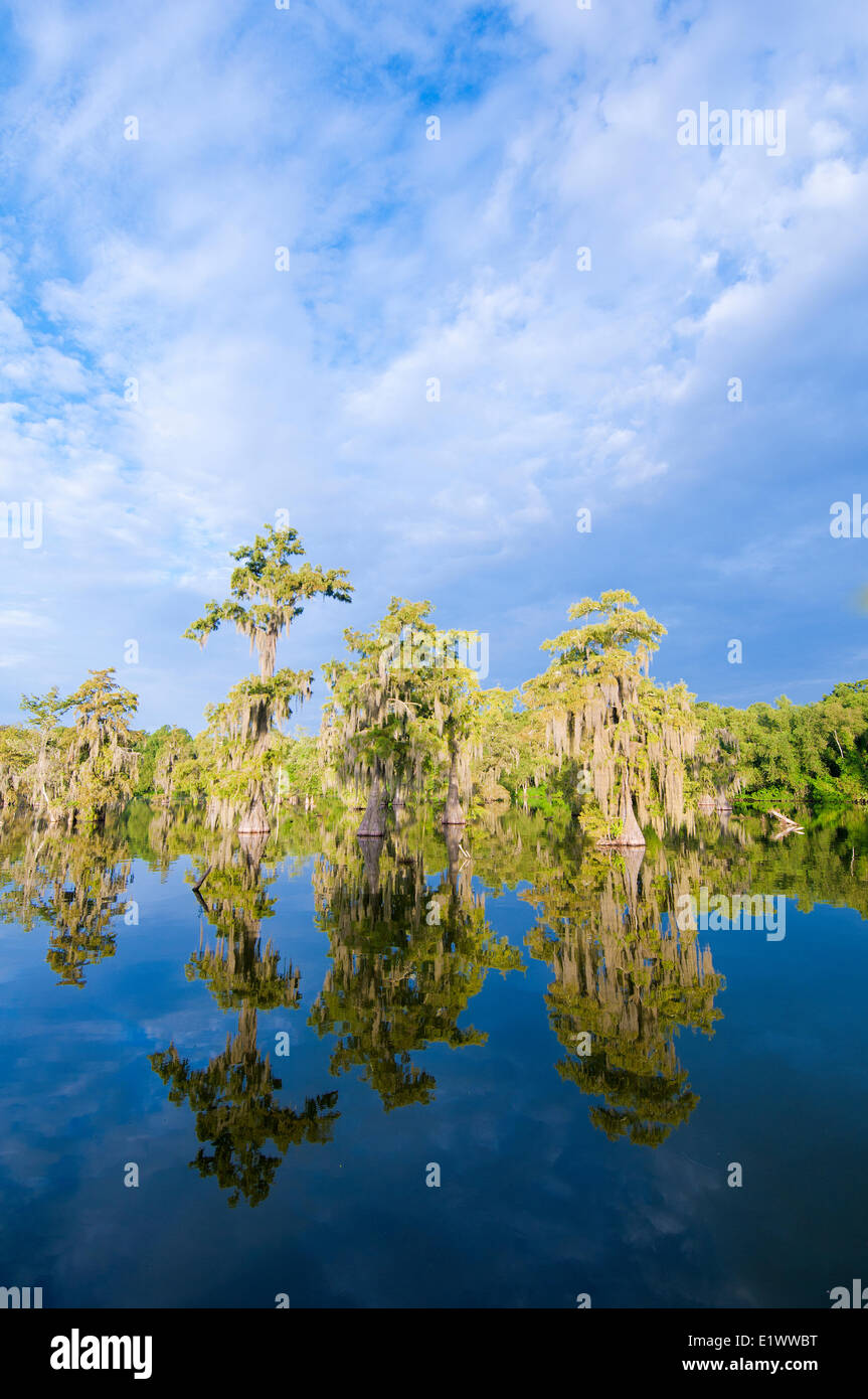Cypress swamp, Achafalaya bacino idrografico, sud della Louisiana, Stati Uniti d'America Foto Stock