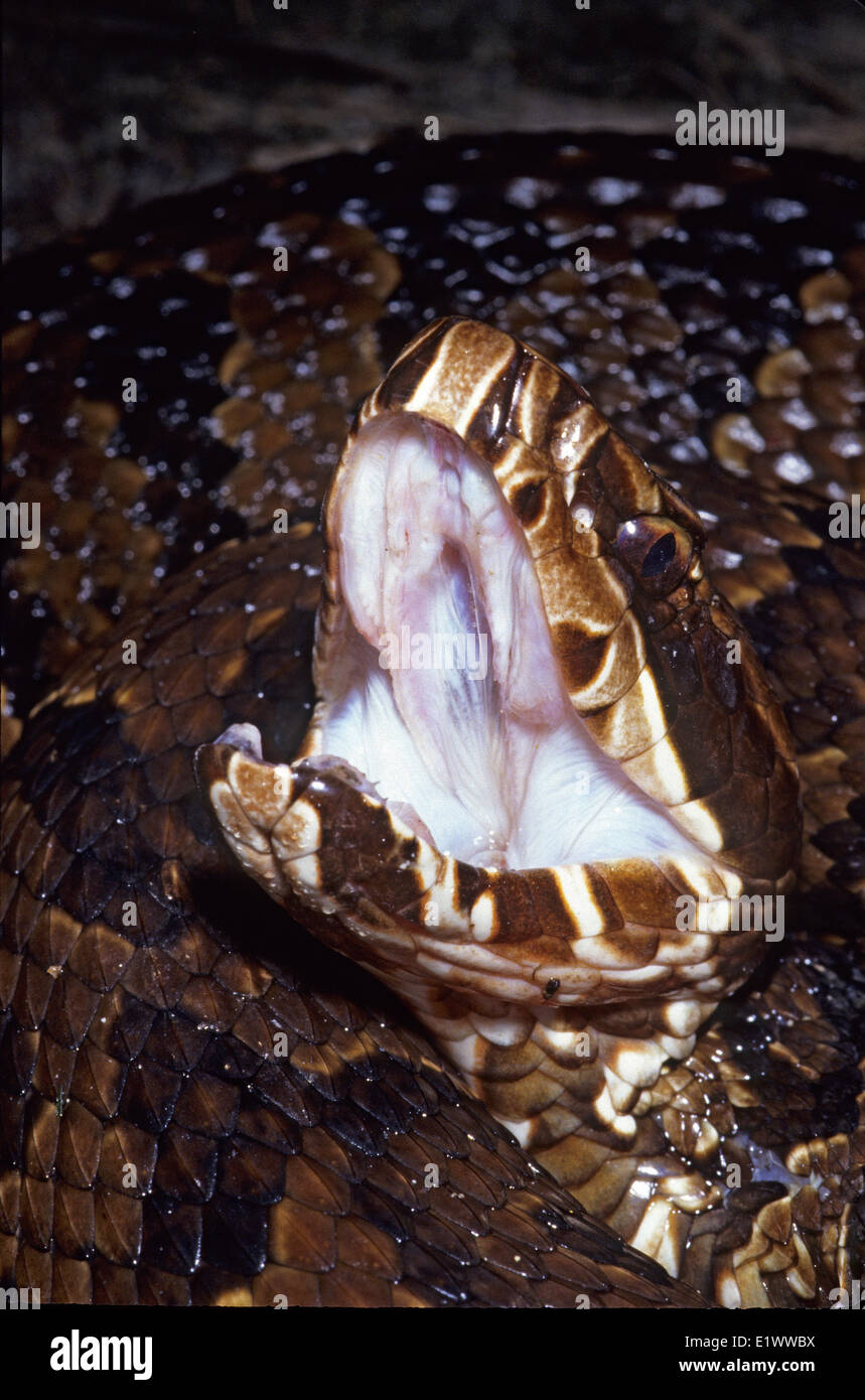 Cottonmouth (Agkistrodon piscivorus) schiusi la sua bocca in una minaccia display, Florida, Stati Uniti d'America Foto Stock