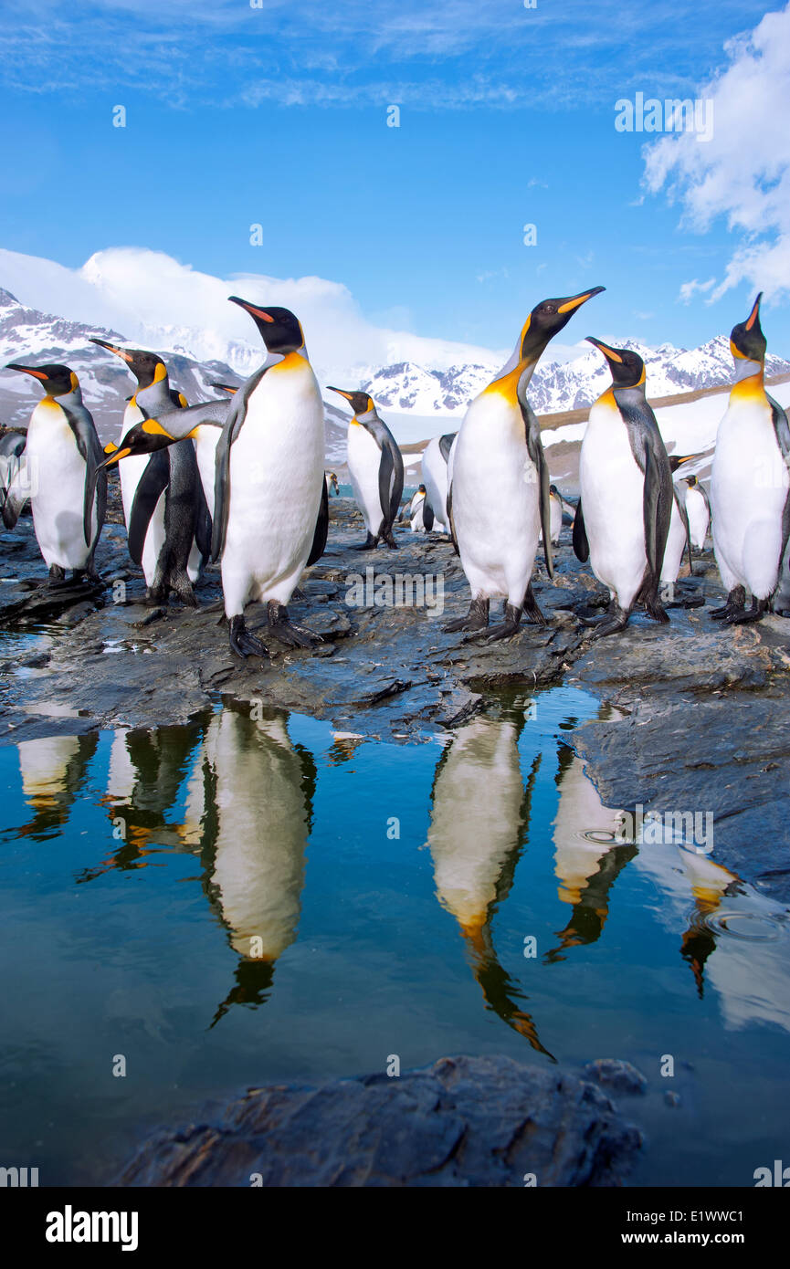 Re pinguini (Aptenodytes patagonicus), St Andrews Bay, isola della Georgia del Sud Antartide Foto Stock