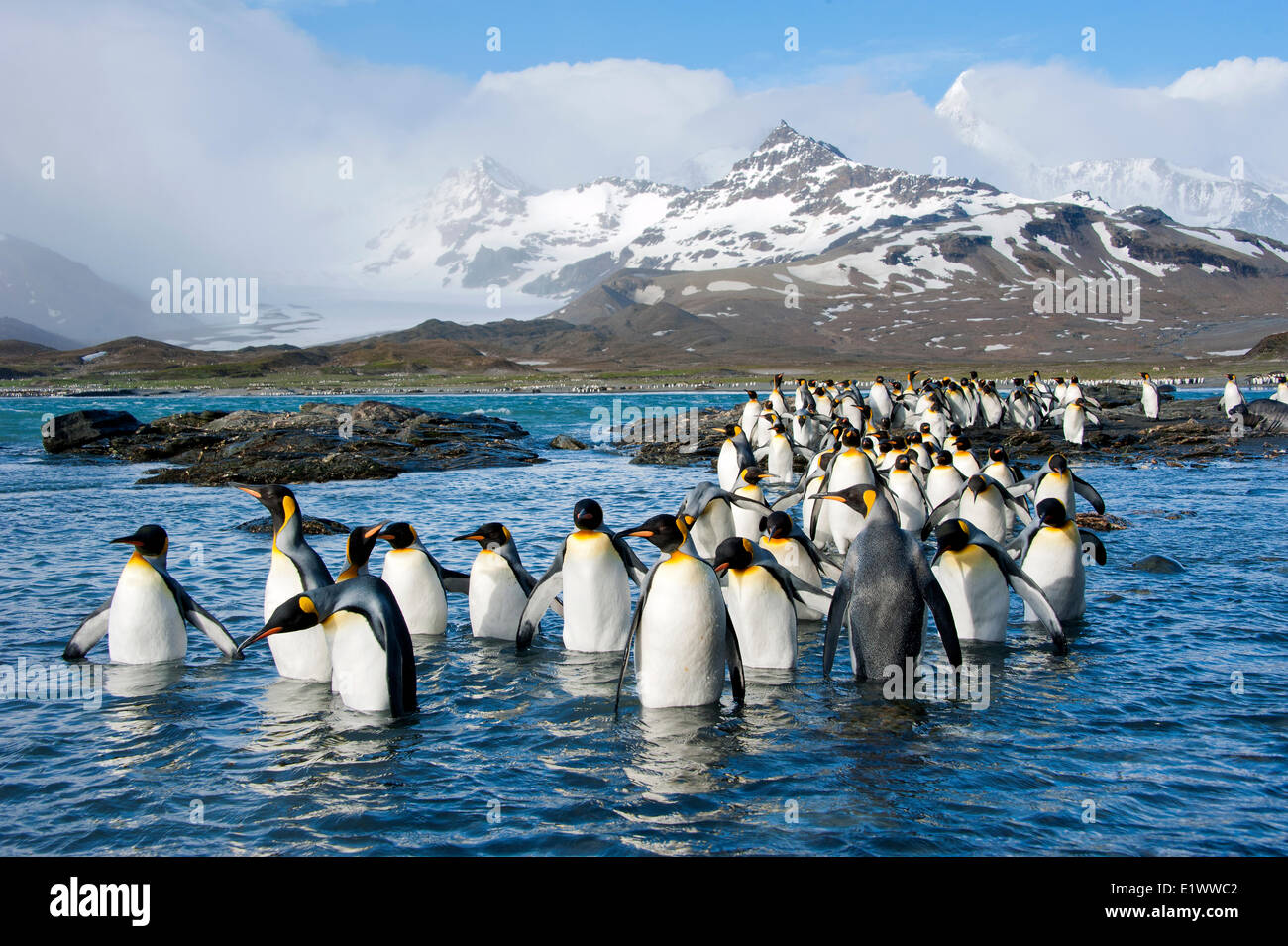 Re pinguini (Aptenodytes patagonicus), St Andrews Bay, isola della Georgia del Sud Antartide Foto Stock