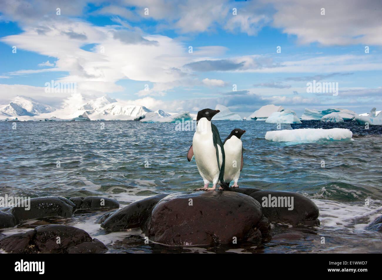 Adelie penguin(s) (Pygoscelis adeliae), Isole Orne, Penisola Antartica Foto Stock