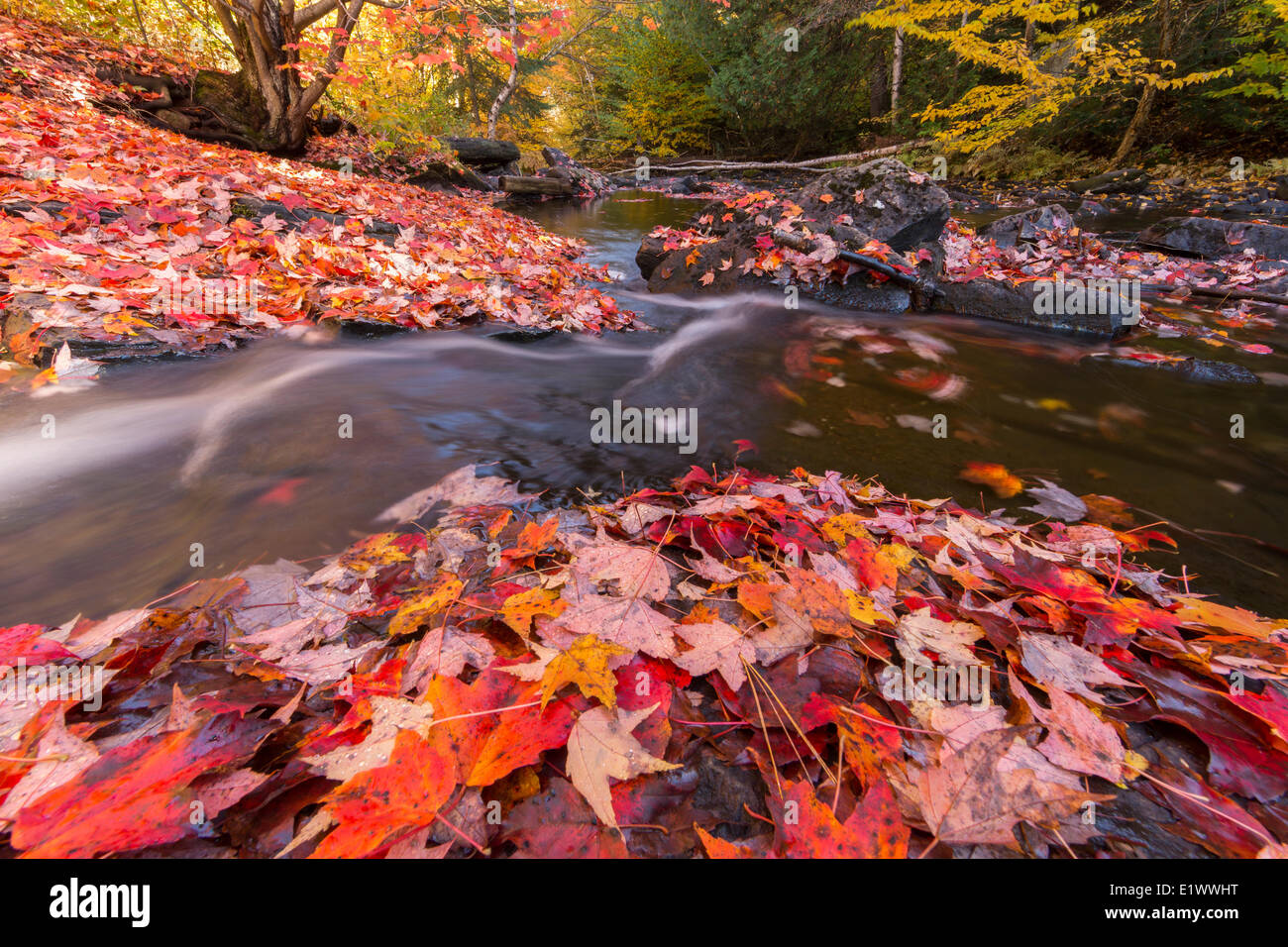 Il fiume di Madawaska fluisce attraverso un tappeto rosso di foglie di acero lungo la via e la Torre trail in Algonquin Park. Foto Stock