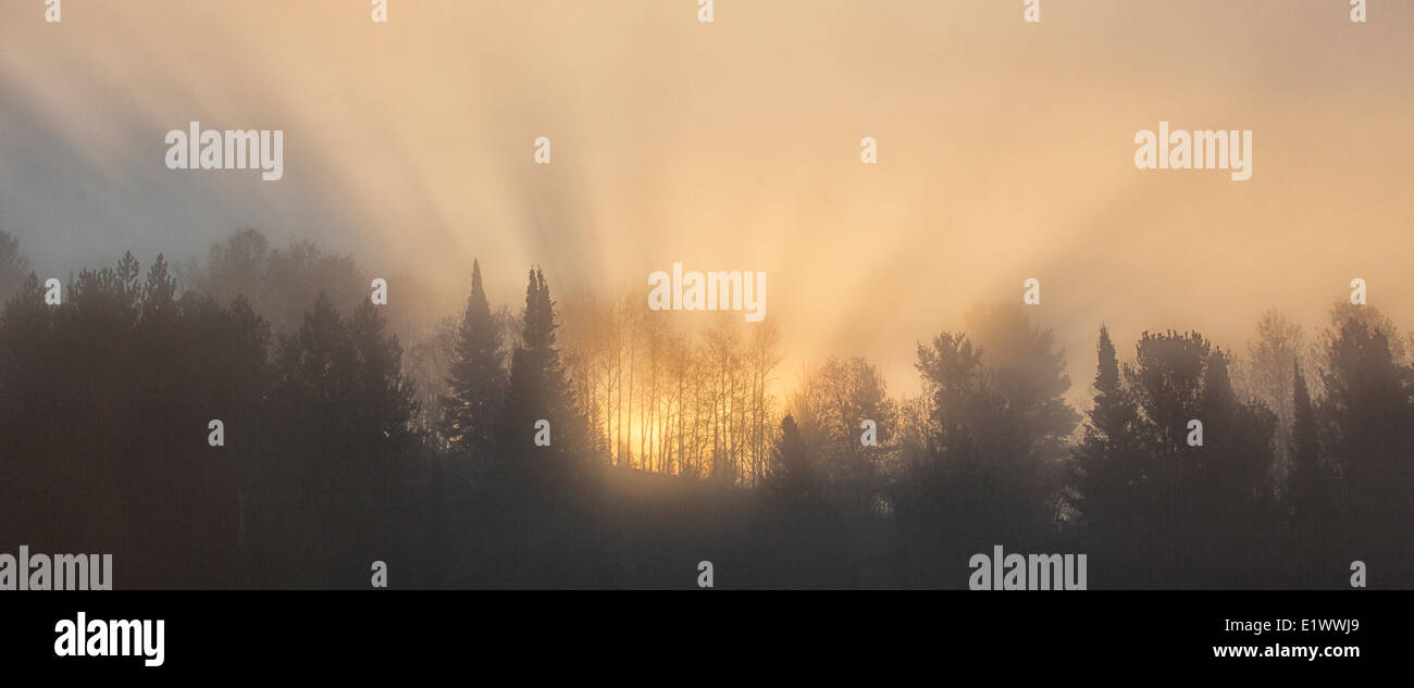 Il sole che splende attraverso la nebbia crea "Dio dei raggi come alba arriva a Algonquin Park, Ontario. Foto Stock