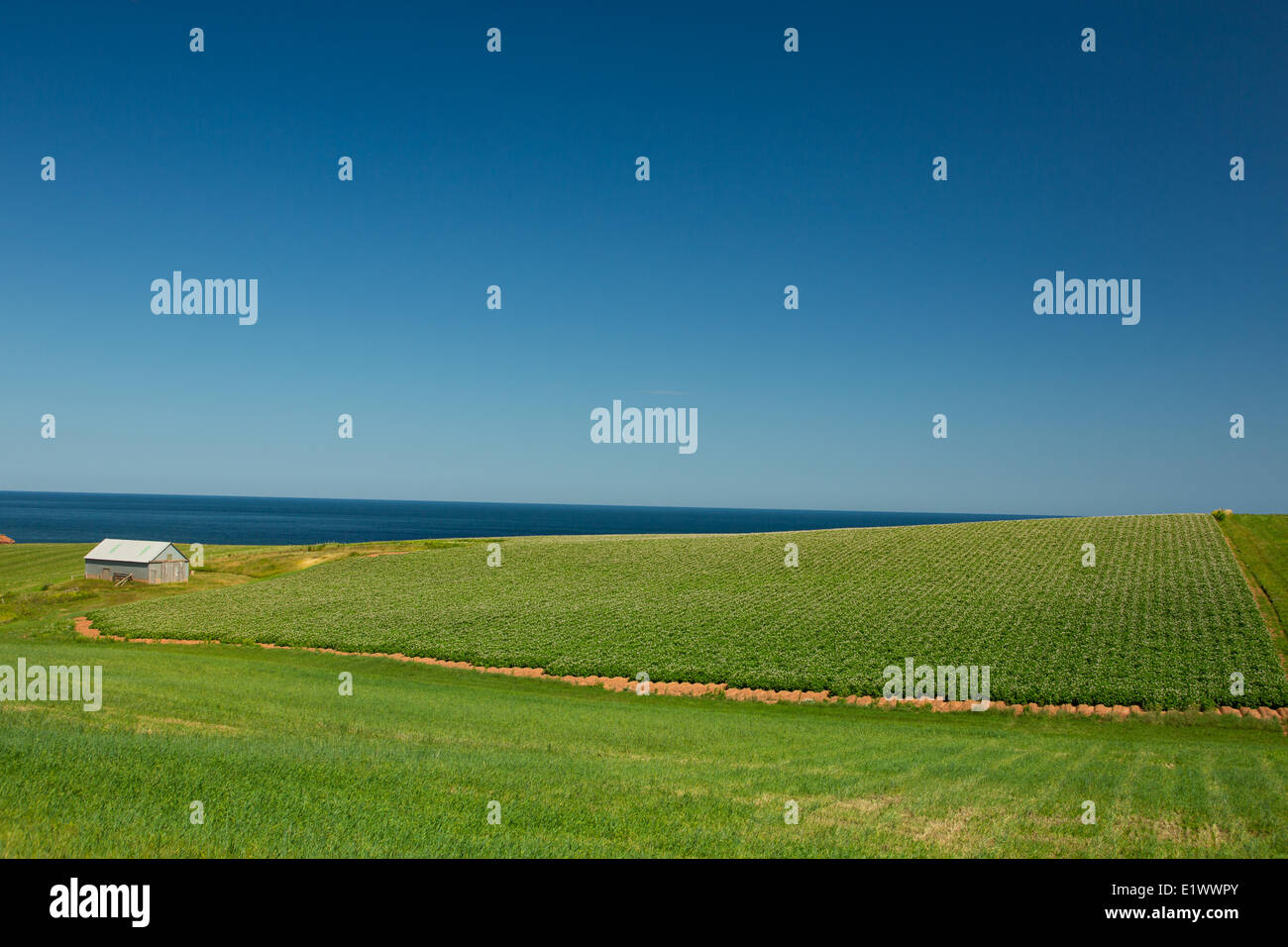 Campo di patate in fiore, Park Corner, Prince Edward Island, Canada Foto Stock