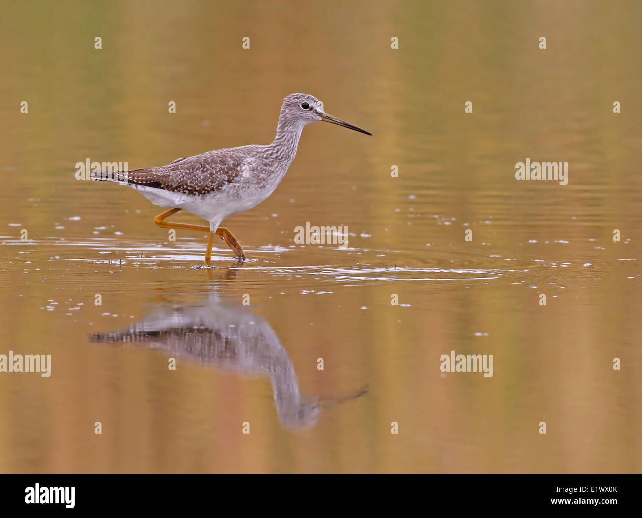 Maggiore, Yellowlegs Tringa melanoleuca in piedi in un stagno di Saskatoon, Saskatchewan Foto Stock