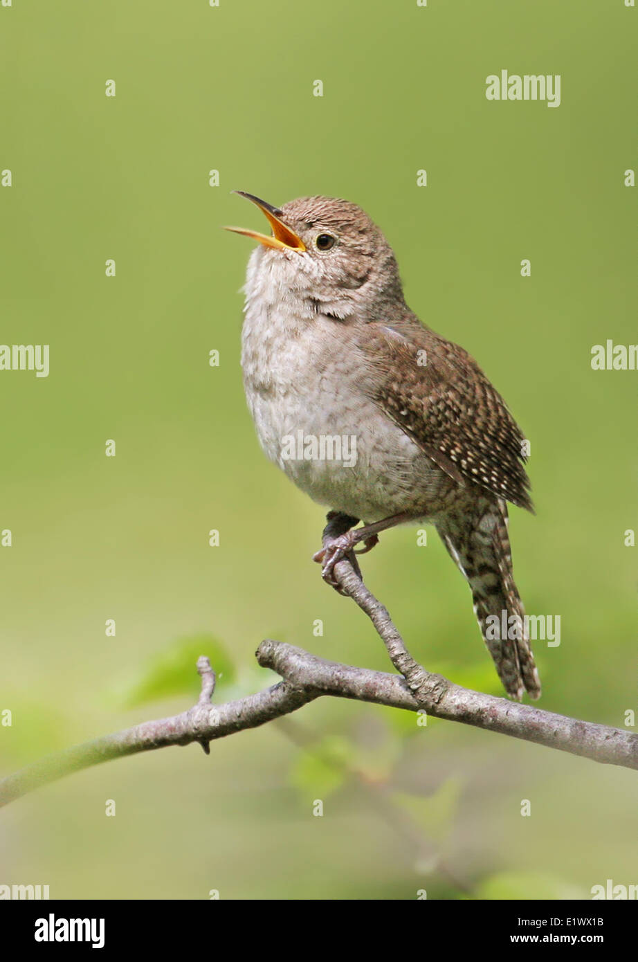 Casa Wren, Troglodytes aedon, canta da un pesce persico in Saskatoon, Saskatchewan, Canada Foto Stock
