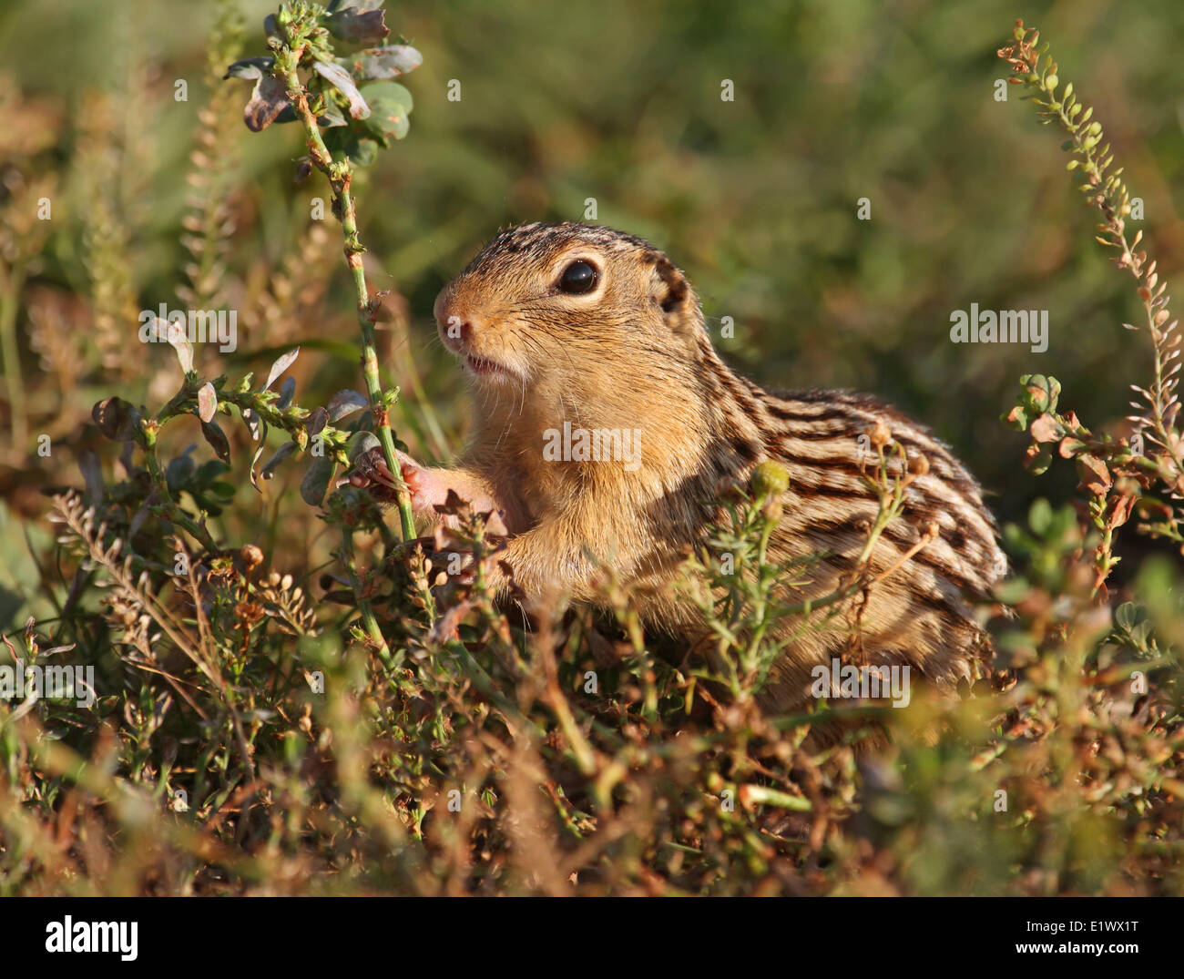 Tredici foderato di scoiattolo di terra, Ictidomys tridecemlineatus finalmente il lago di montagna, Saskatchewan Foto Stock