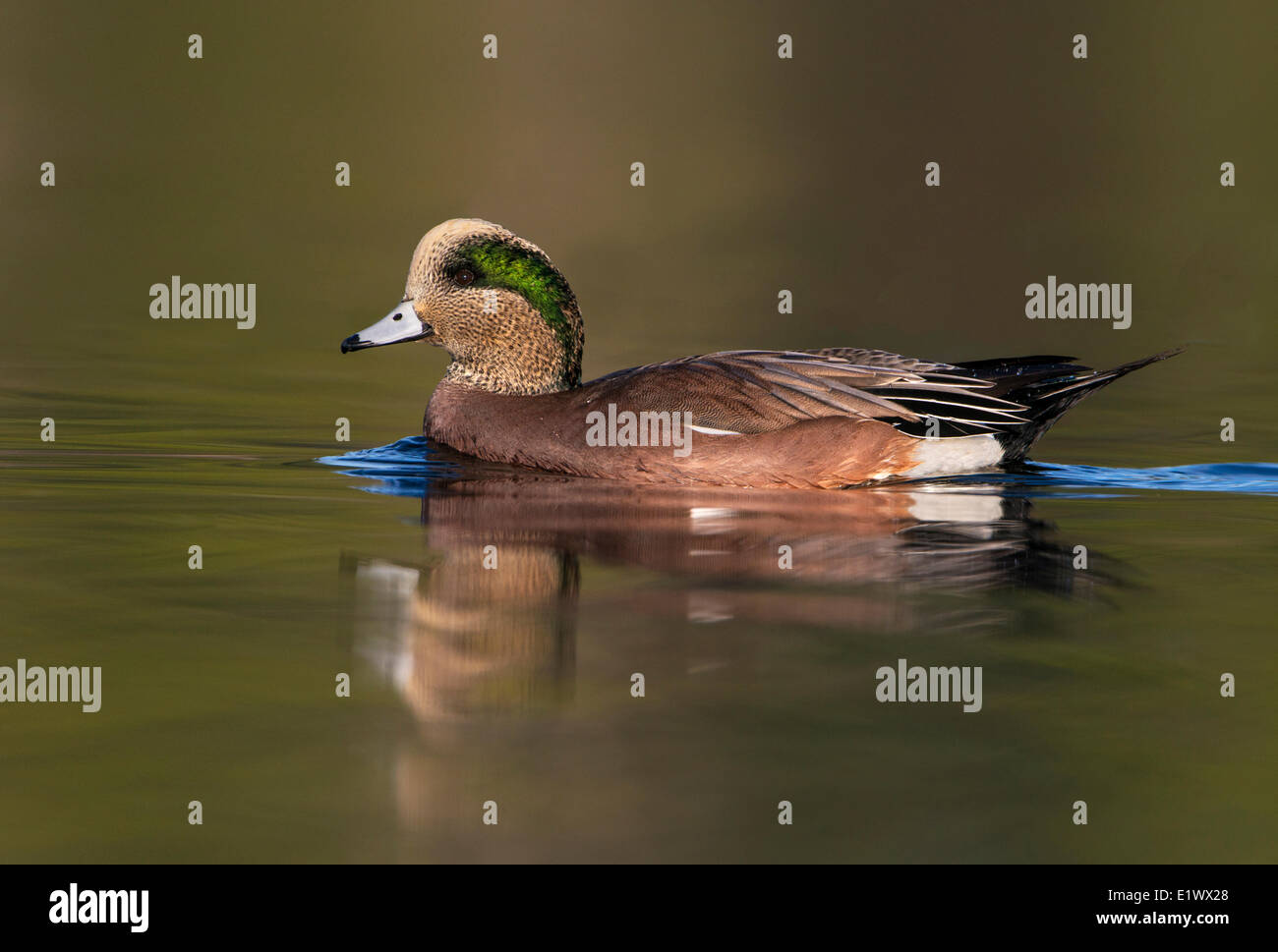 American Wigeon a Esquimalt Laguna, Colwood, Isola di Vancouver, British Columbia, Canada Foto Stock