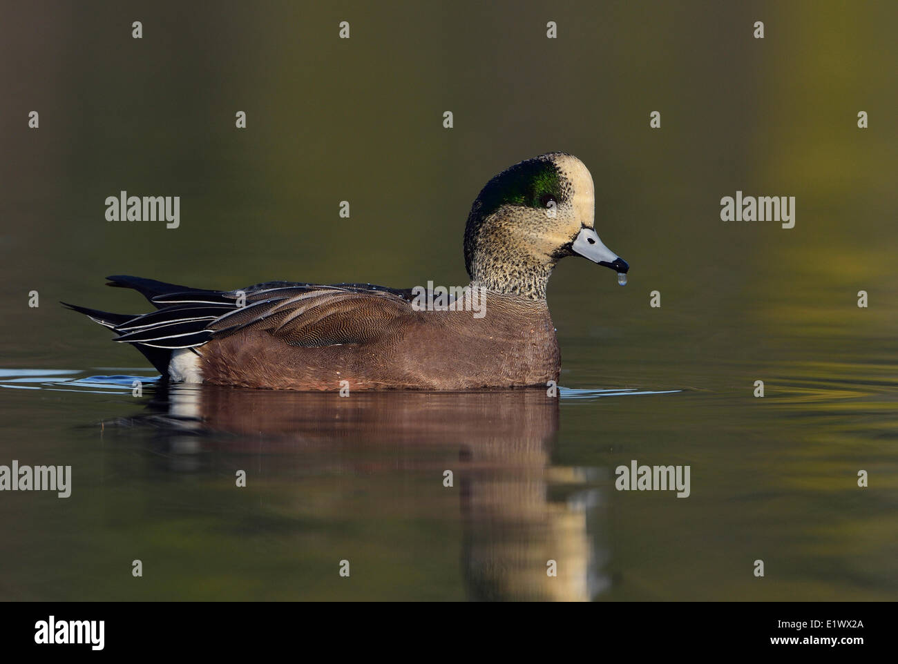 American Wigeon a Esquimalt Laguna, Laguna Esquimalt, Colwood, Isola di Vancouver, British Columbia, Canada Foto Stock