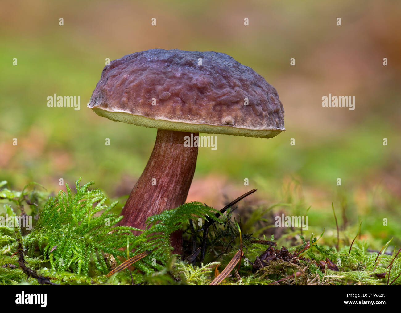 Boletus Zelleri mushroom - Beaver Lake Victoria BC Foto Stock