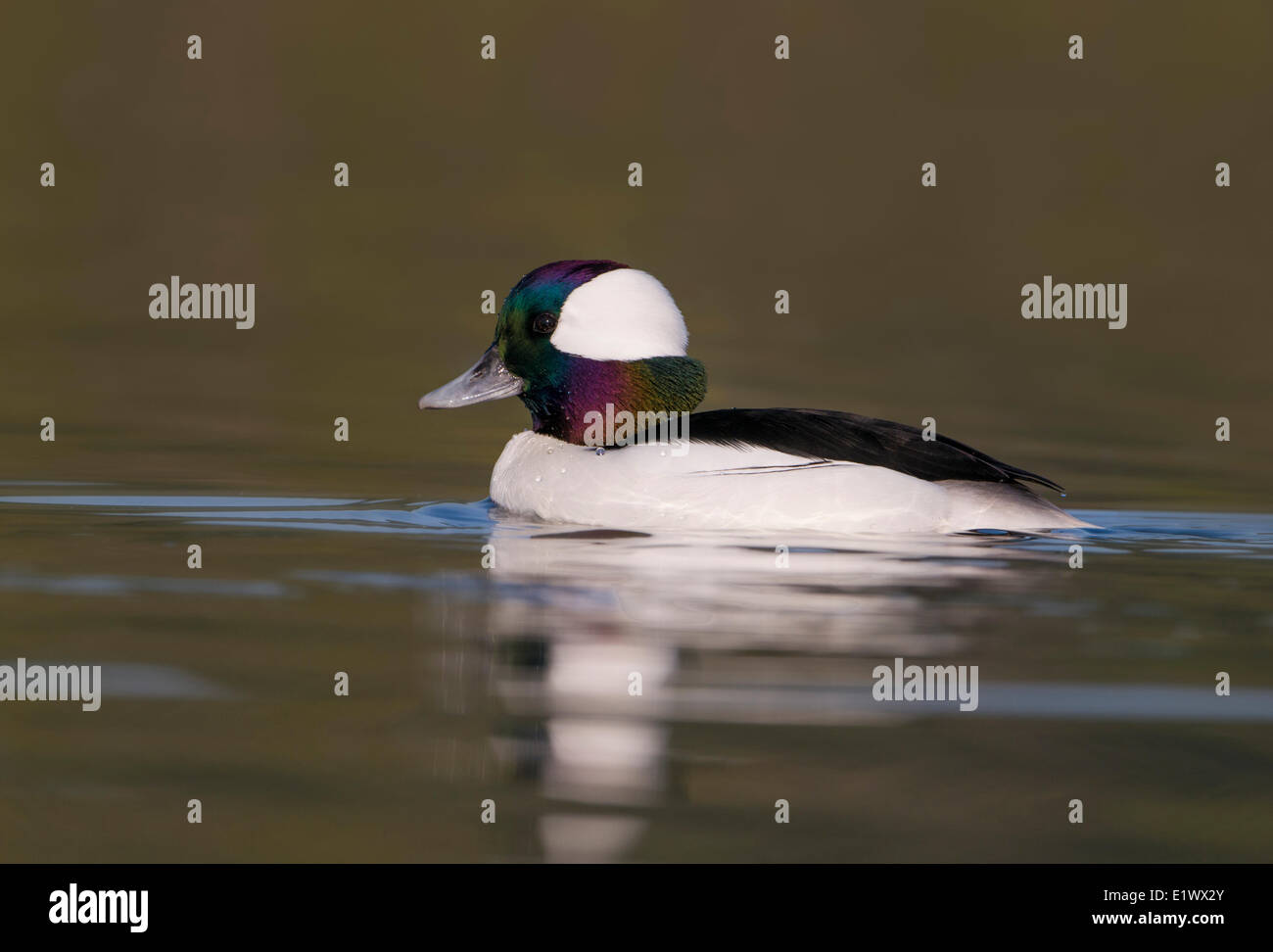 Maschio, Bufflehead Esquimalt Laguna, Colwood, Isola di Vancouver, British Columbia, Canada Foto Stock