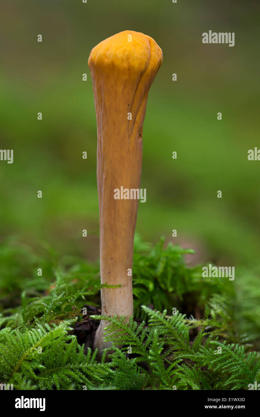 Clavariadelphus truncatus - Beaver Lake Victoria BC Foto Stock