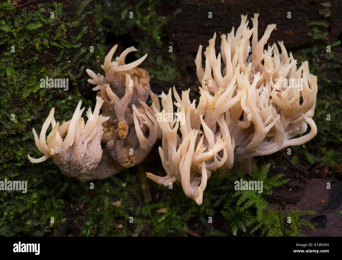 Clavulina coralloides - Coral mushroom - Beaver Lake Victoria BC Foto Stock