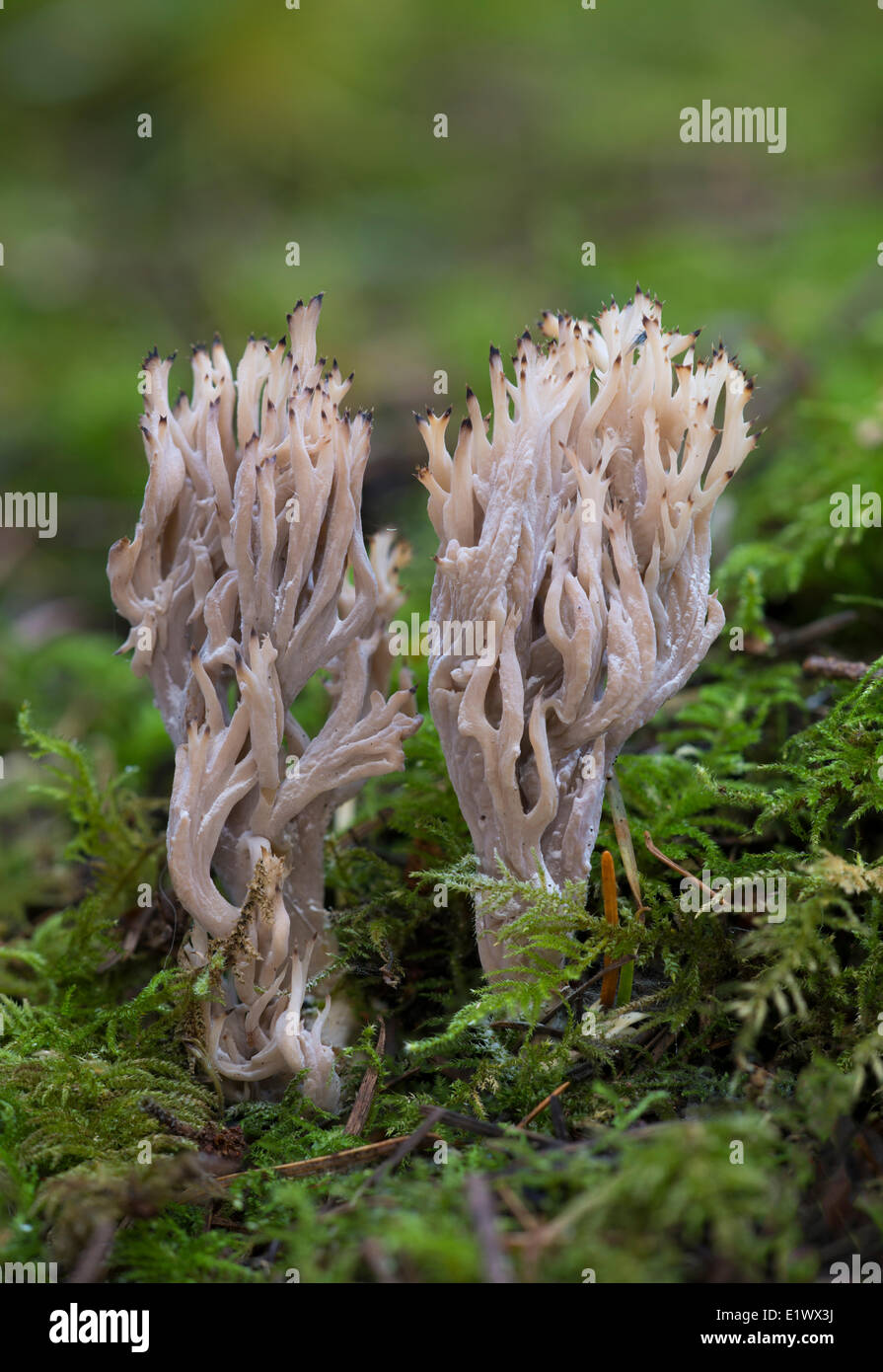 Clavulina coralloides - Coral mushroom - Beaver Lake Victoria BC Foto Stock
