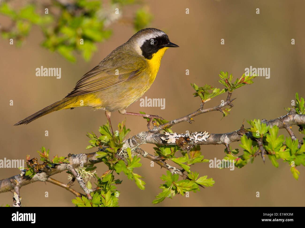 Maschio Yellowthroat comune - viadotto appartamenti, Saanich BC Foto Stock