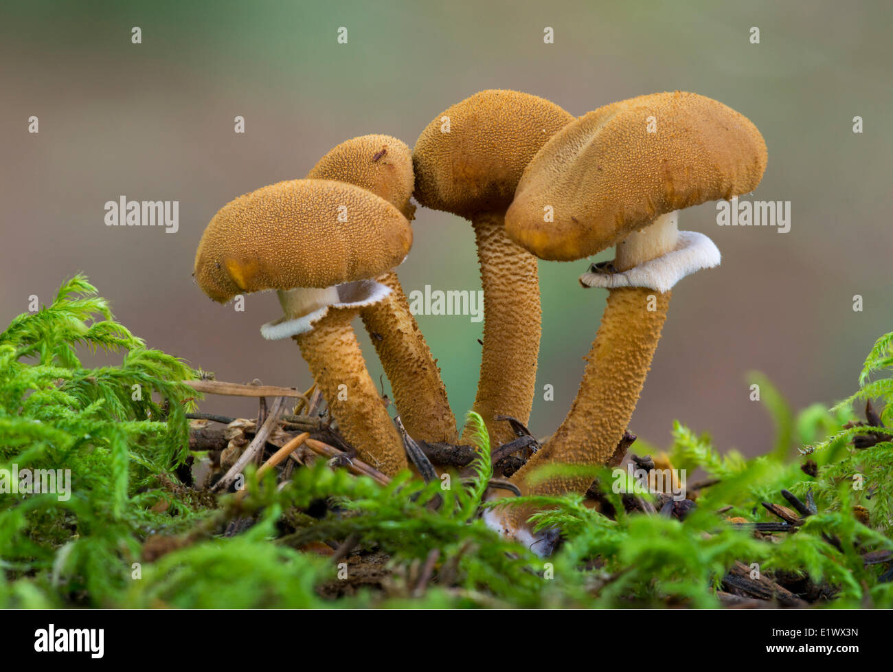 Cystoderma fallax mushroom - Beaver Lake Victoria BC Foto Stock