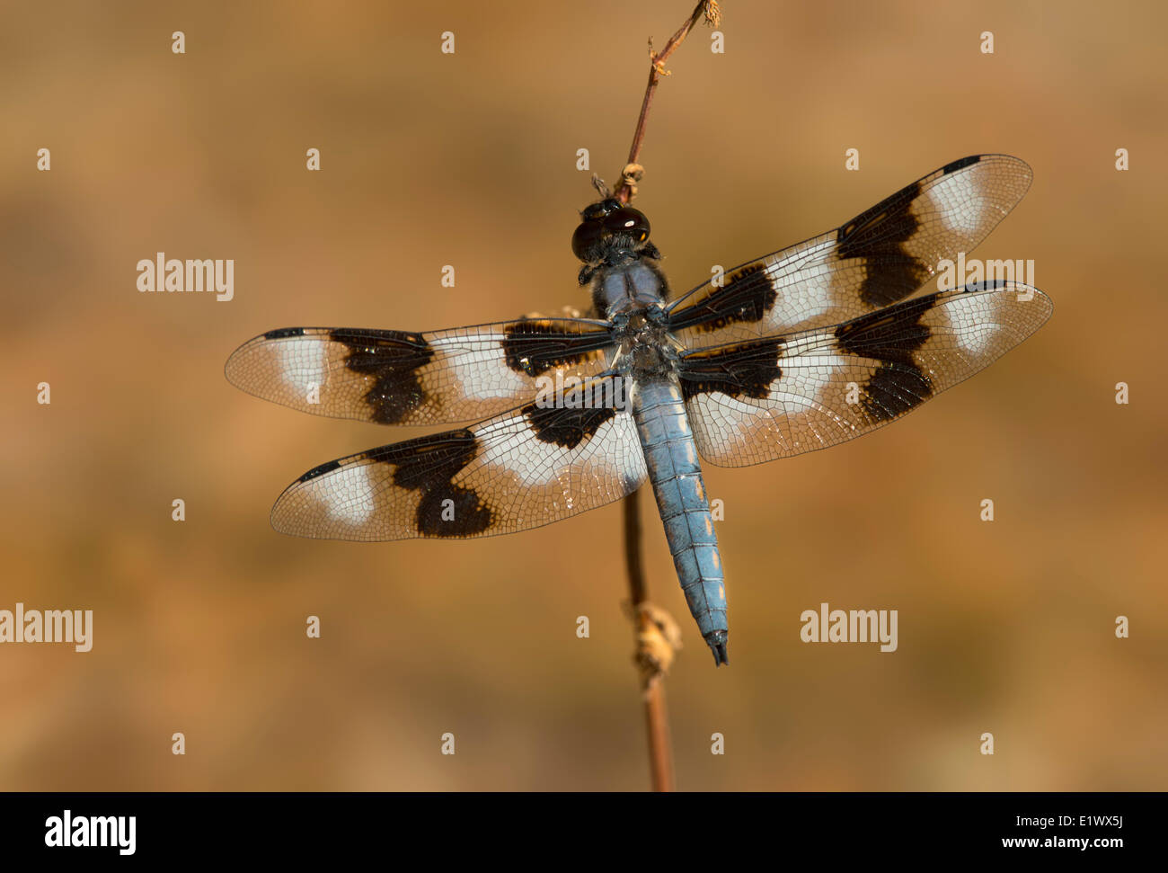 Otto-spotted Skimmer dragonfly - Beaver Lake Victoria BC Foto Stock