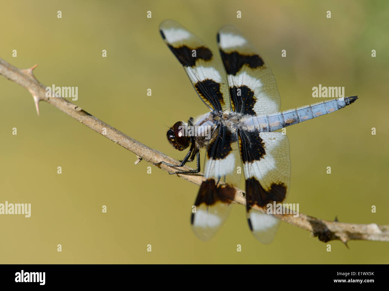 Otto-spotted Skimmer dragonfly - Beaver Lake Victoria BC Foto Stock