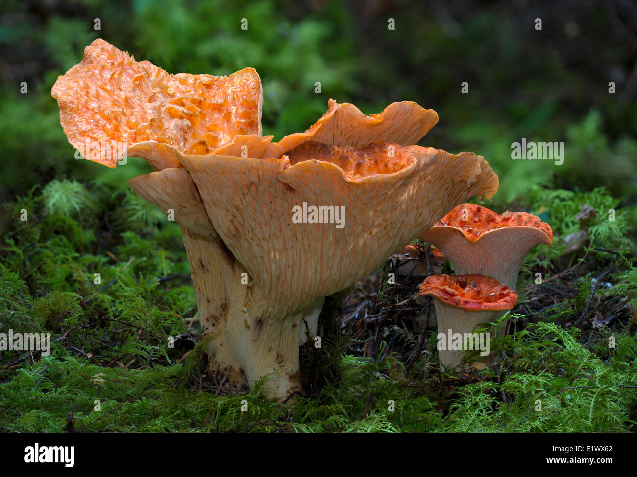 Gomphus floccosus mushroom - Beaver Lake Victoria BC Foto Stock