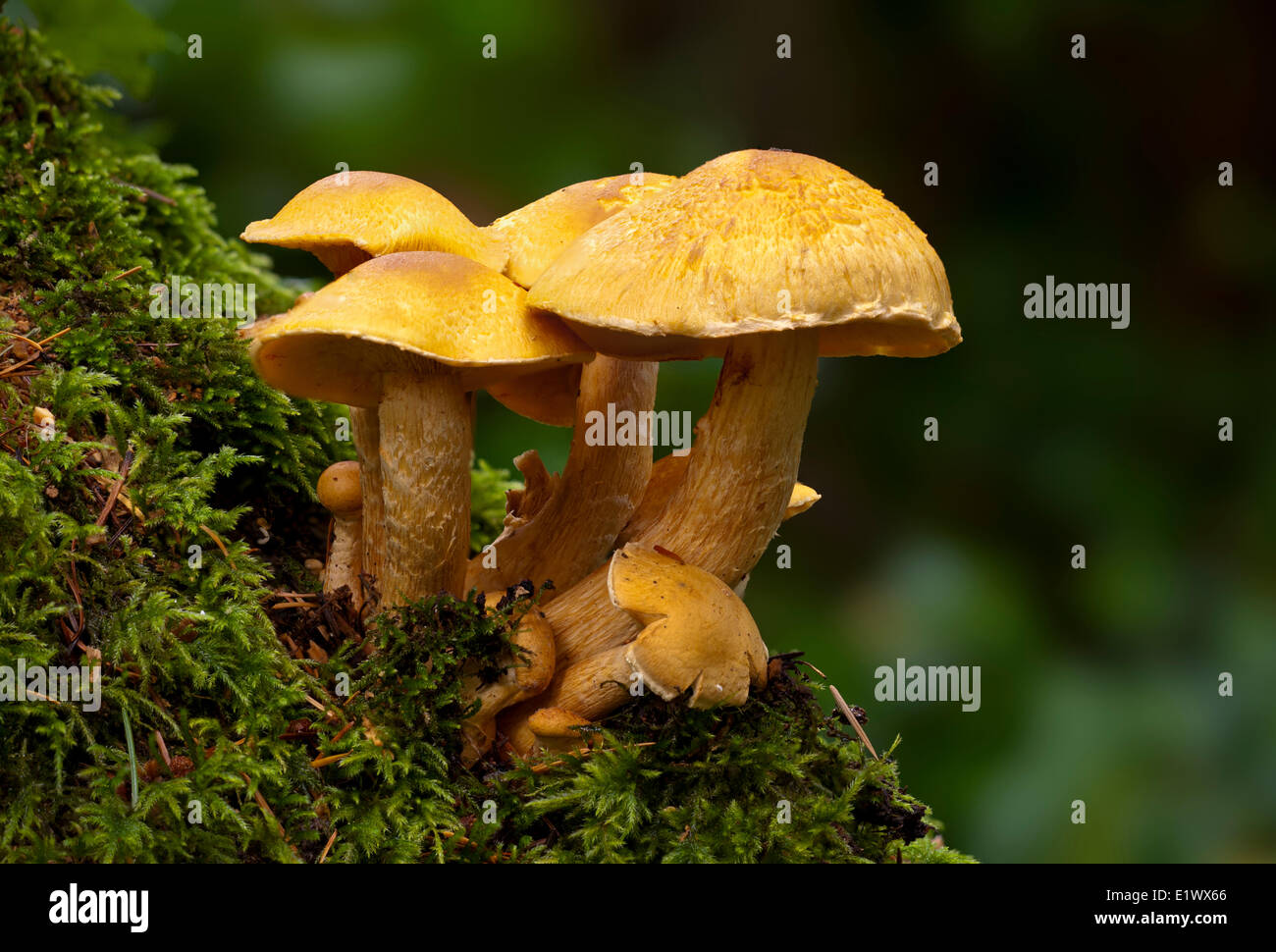 Gymnopilus spectabilis gruppo a fungo - Beaver Lake Victoria BC Foto Stock