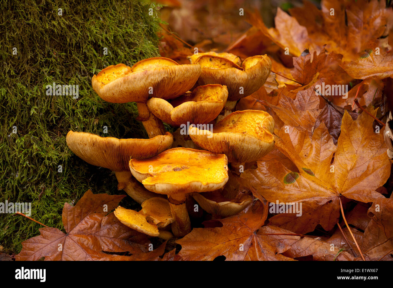 Gymnopilus spectabilis gruppo a fungo - Beaver Lake Victoria BC Foto Stock