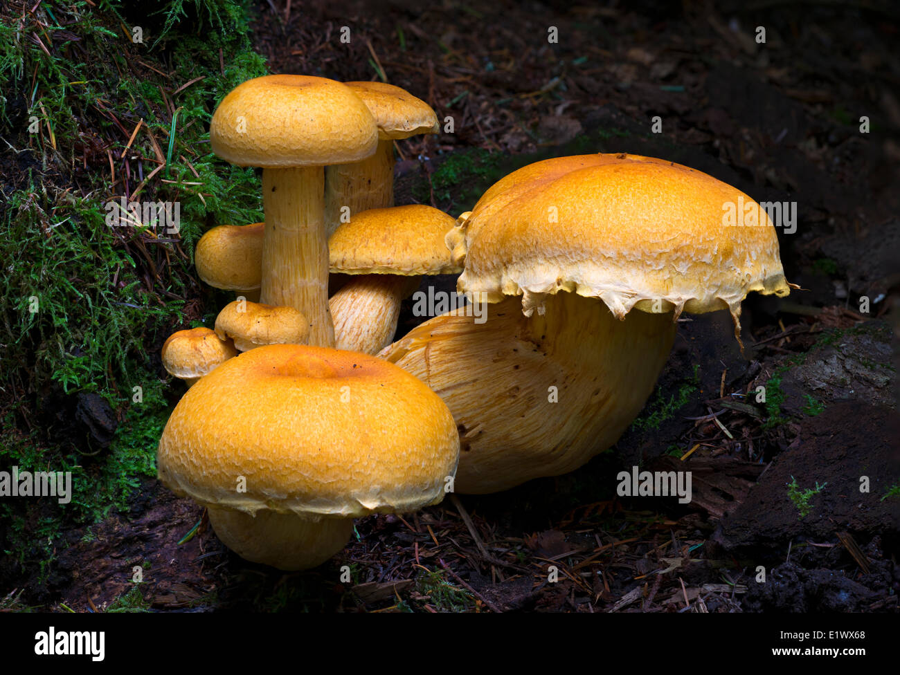 Gymnopilus spectabilis gruppo a fungo - Beaver Lake Victoria BC Foto Stock