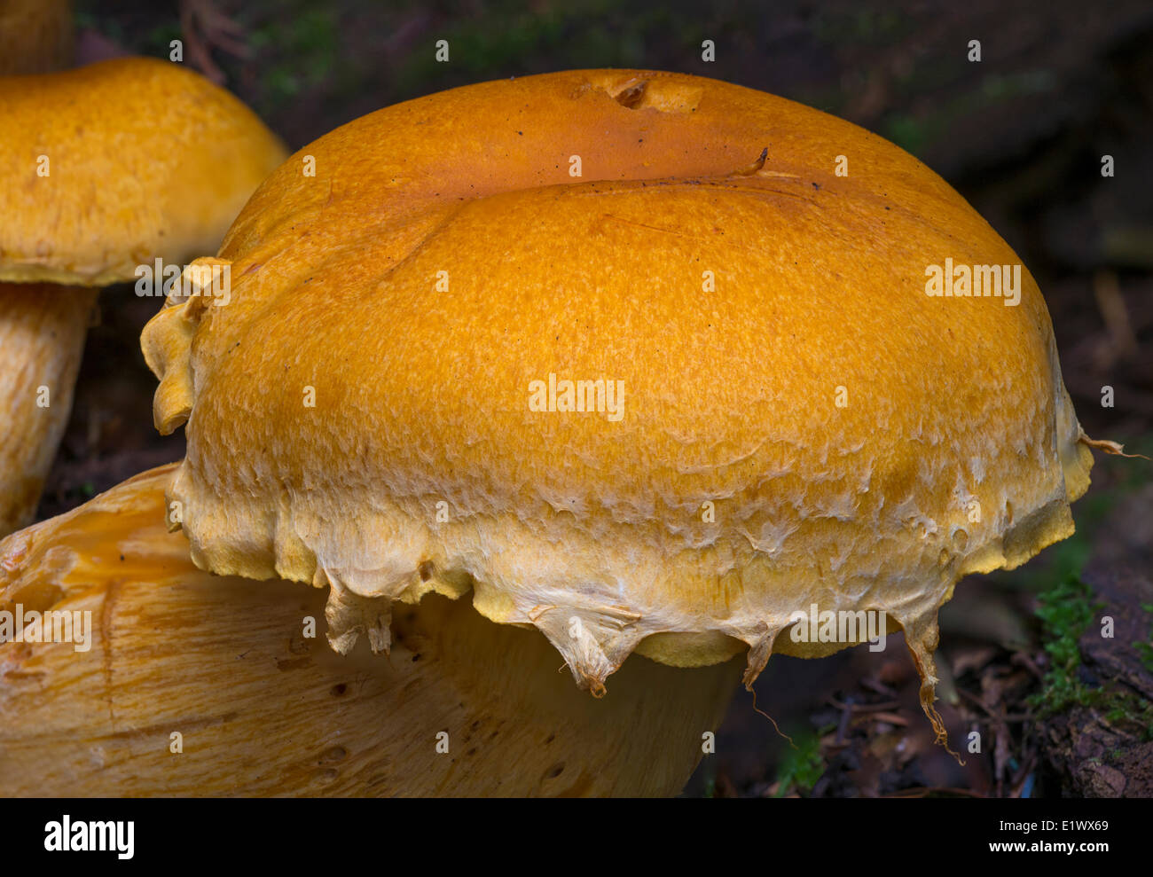 Gymnopilus spectabilis gruppo a fungo - Beaver Lake Victoria BC Foto Stock
