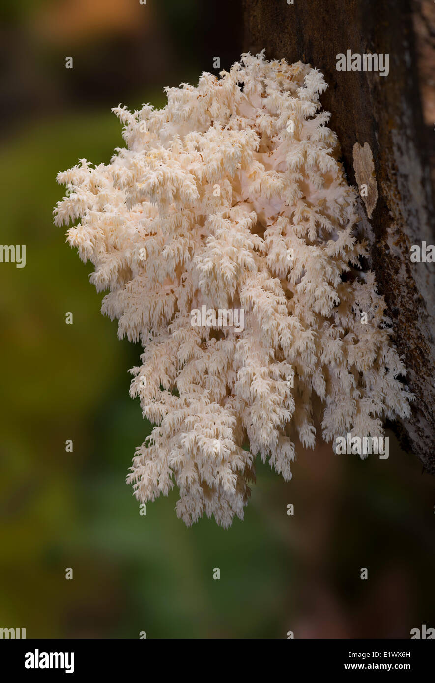 Hericium abietis coral mushroom - Beaver Lake Victoria BC Foto Stock