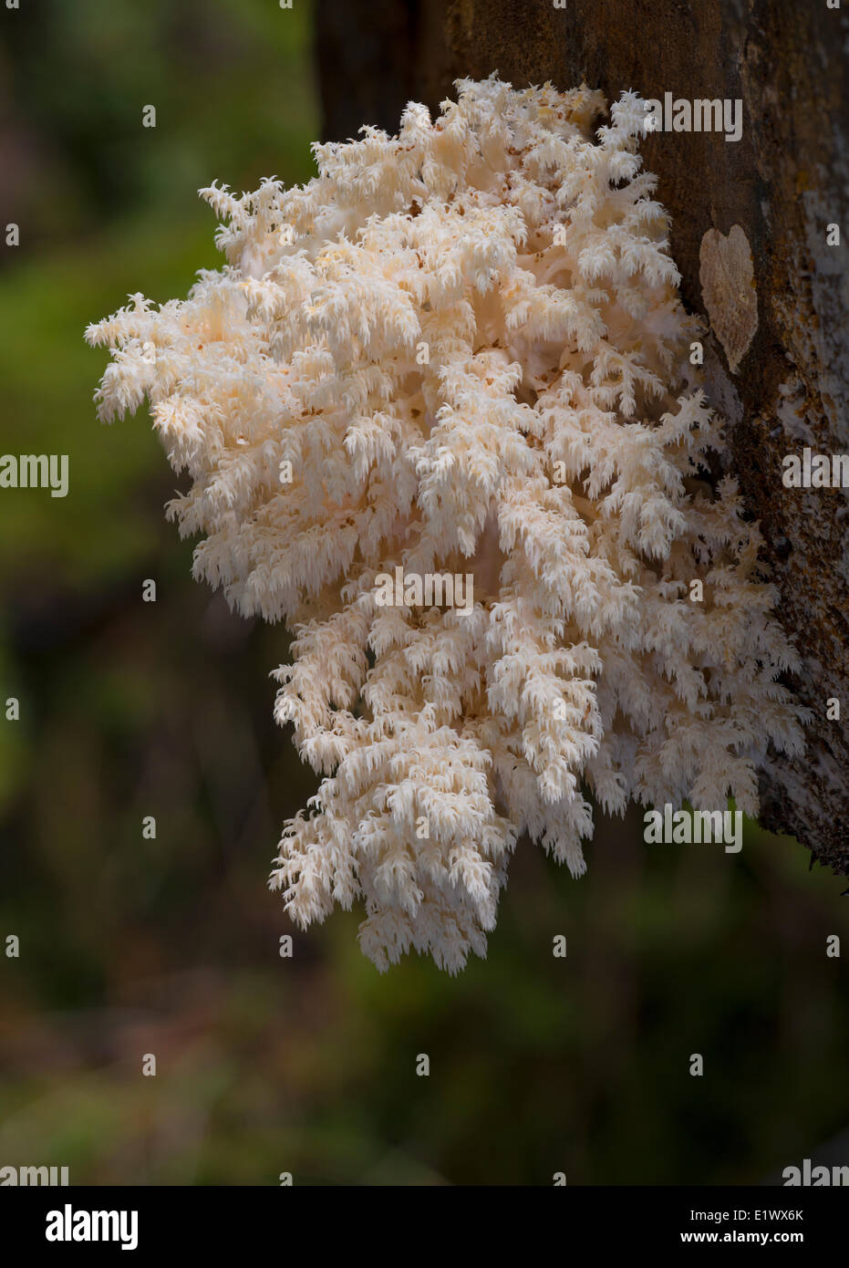 Hericium abietis coral mushroom - Beaver Lake Victoria BC Foto Stock