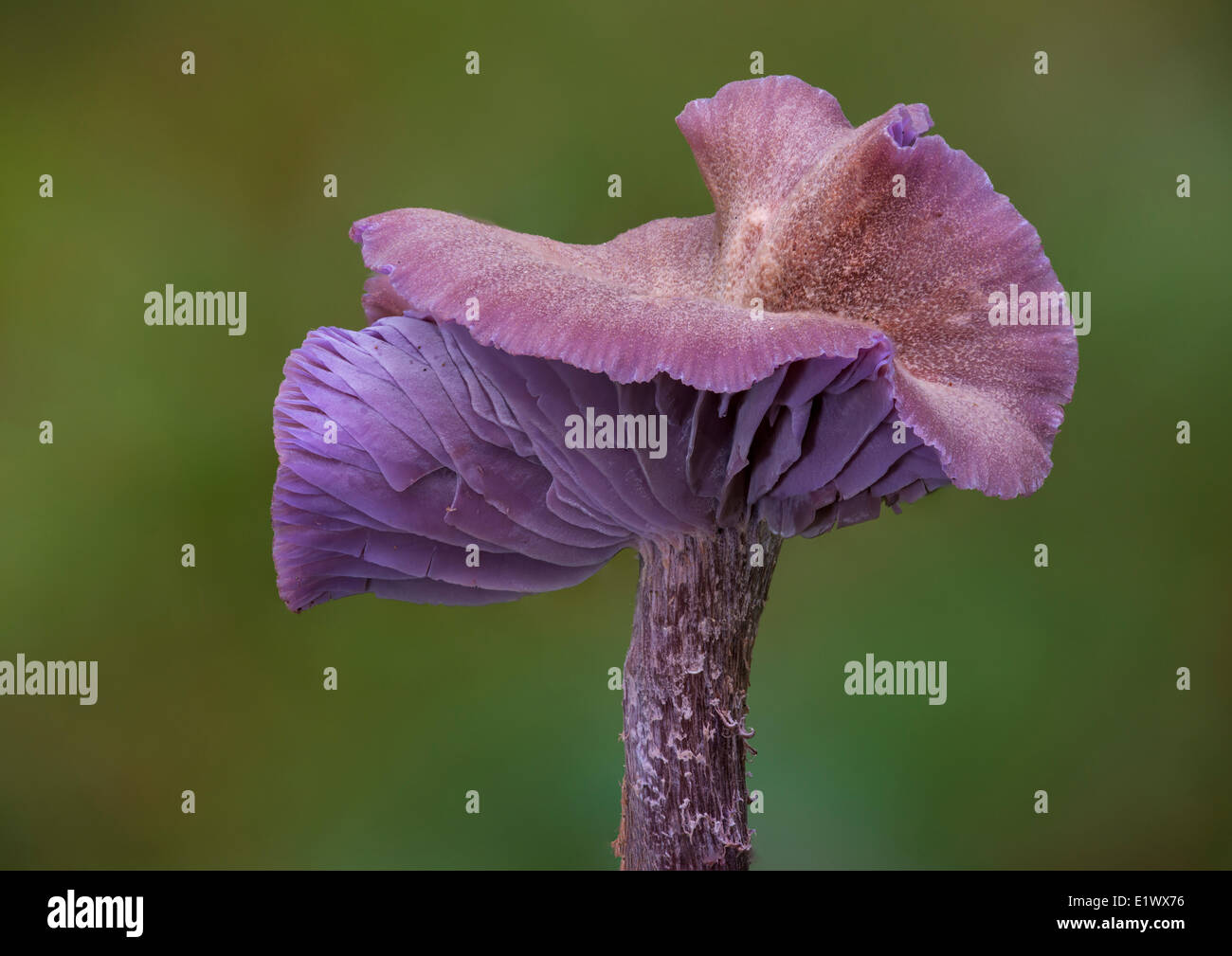 Laccaria amethysteo-occidentalis mushroom - Beaver Lake Victoria BC Foto Stock