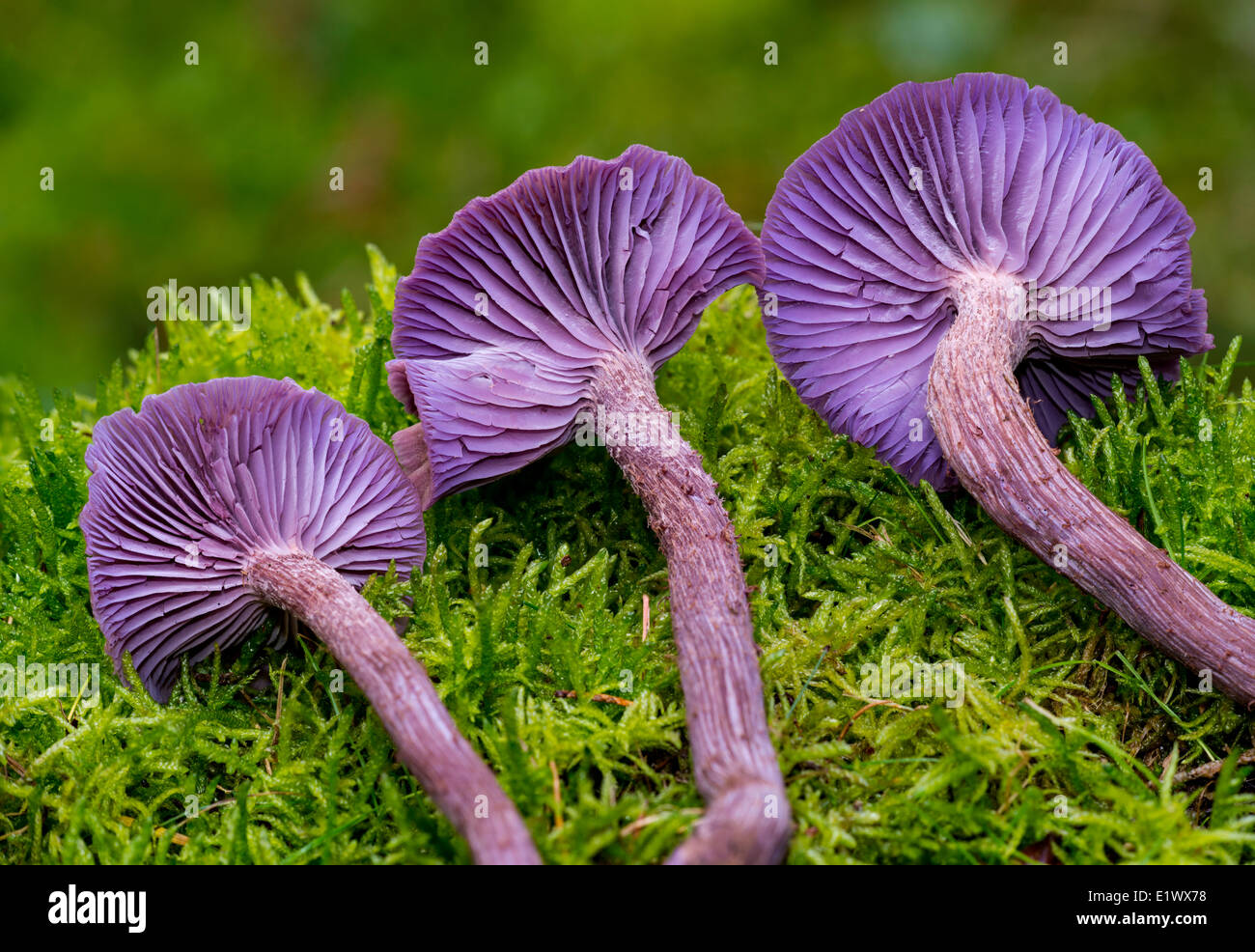 Laccaria amethysteo-occidentalis mushroom - Beaver Lake Victoria BC Foto Stock