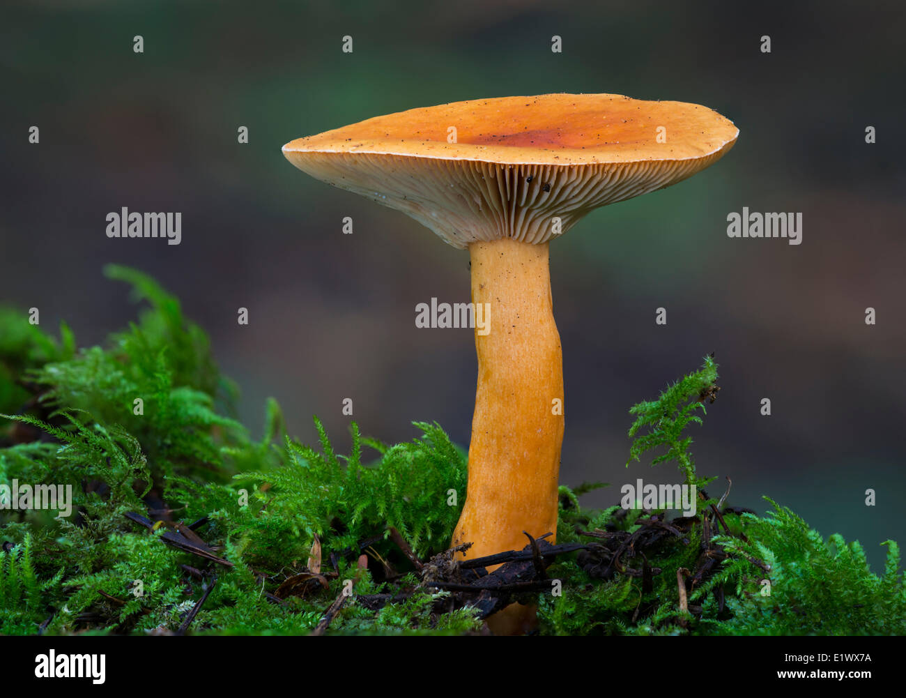 Lactarius luculentus-var- laetus mushroom - Beaver Lake Victoria BC Foto Stock