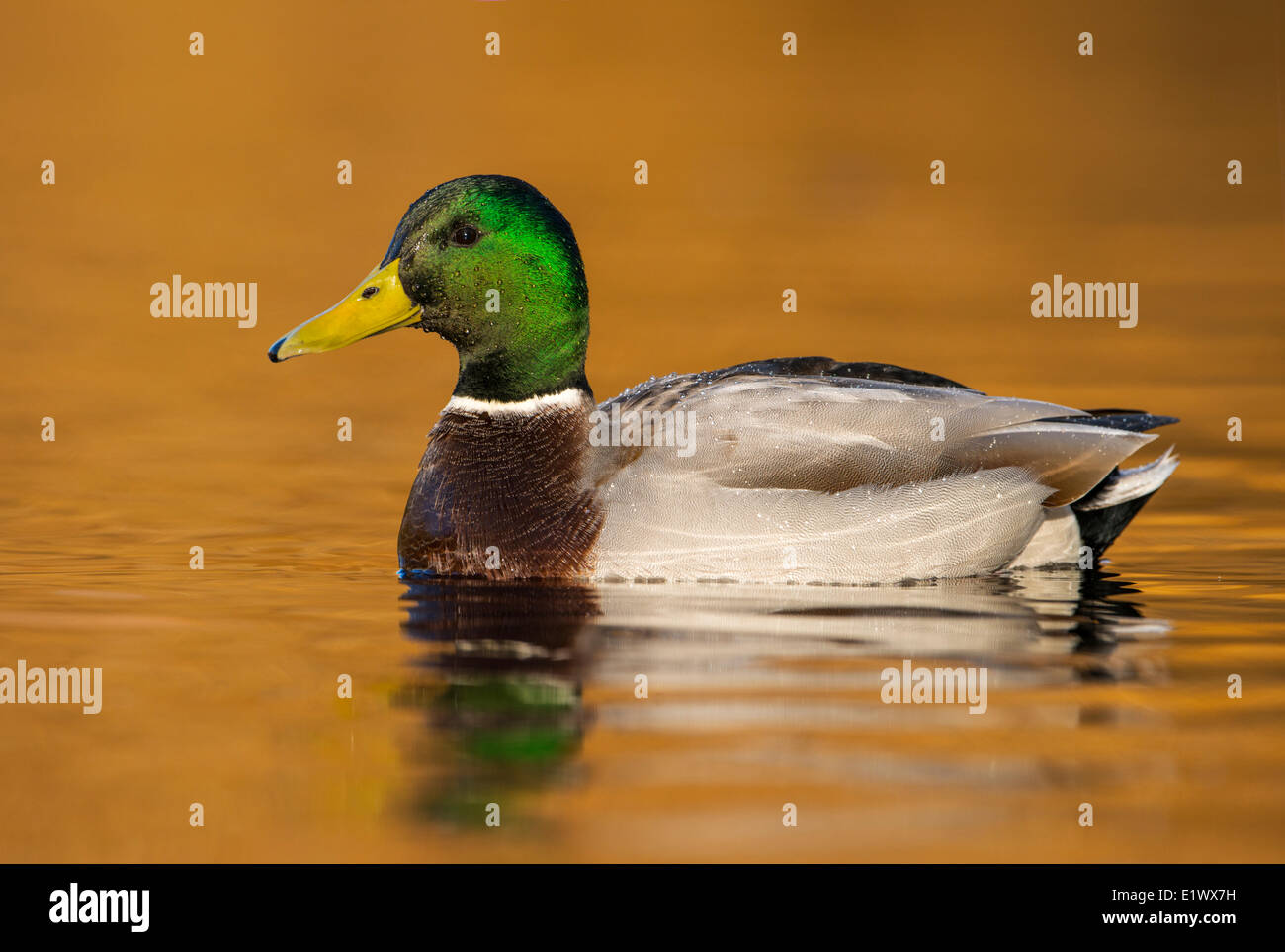 Il Germano Reale, Anas platyrhynchos, nuotare nella laguna di Esquimalt, Colwood, Isola di Vancouver, British Columbia, Canada Foto Stock