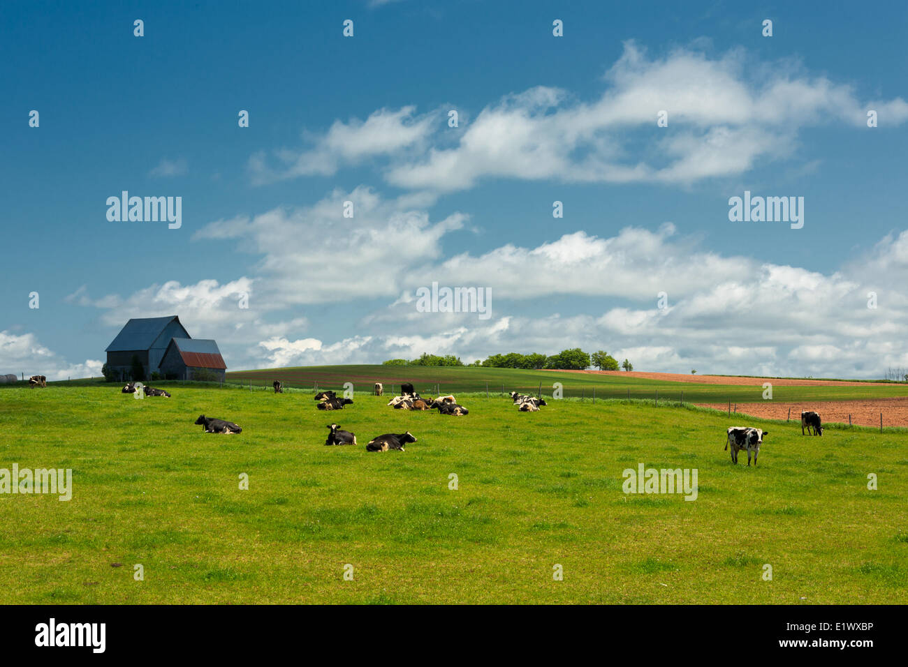 Vacche da latte e fienile, Summerfield, Prince Edward Island, Canada Foto Stock