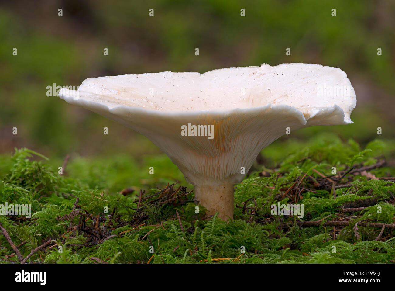 Specie Russula mushroom - Beaver Lake Park, Victoria BC Foto Stock
