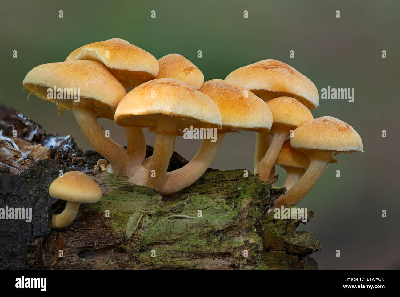 Sconosciuta specie di funghi - East Sooke Park, Sooke BC Foto Stock