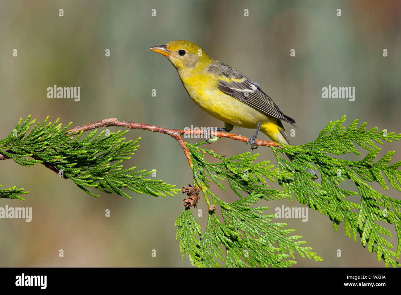 Western Tanager - Saanich BC Foto Stock