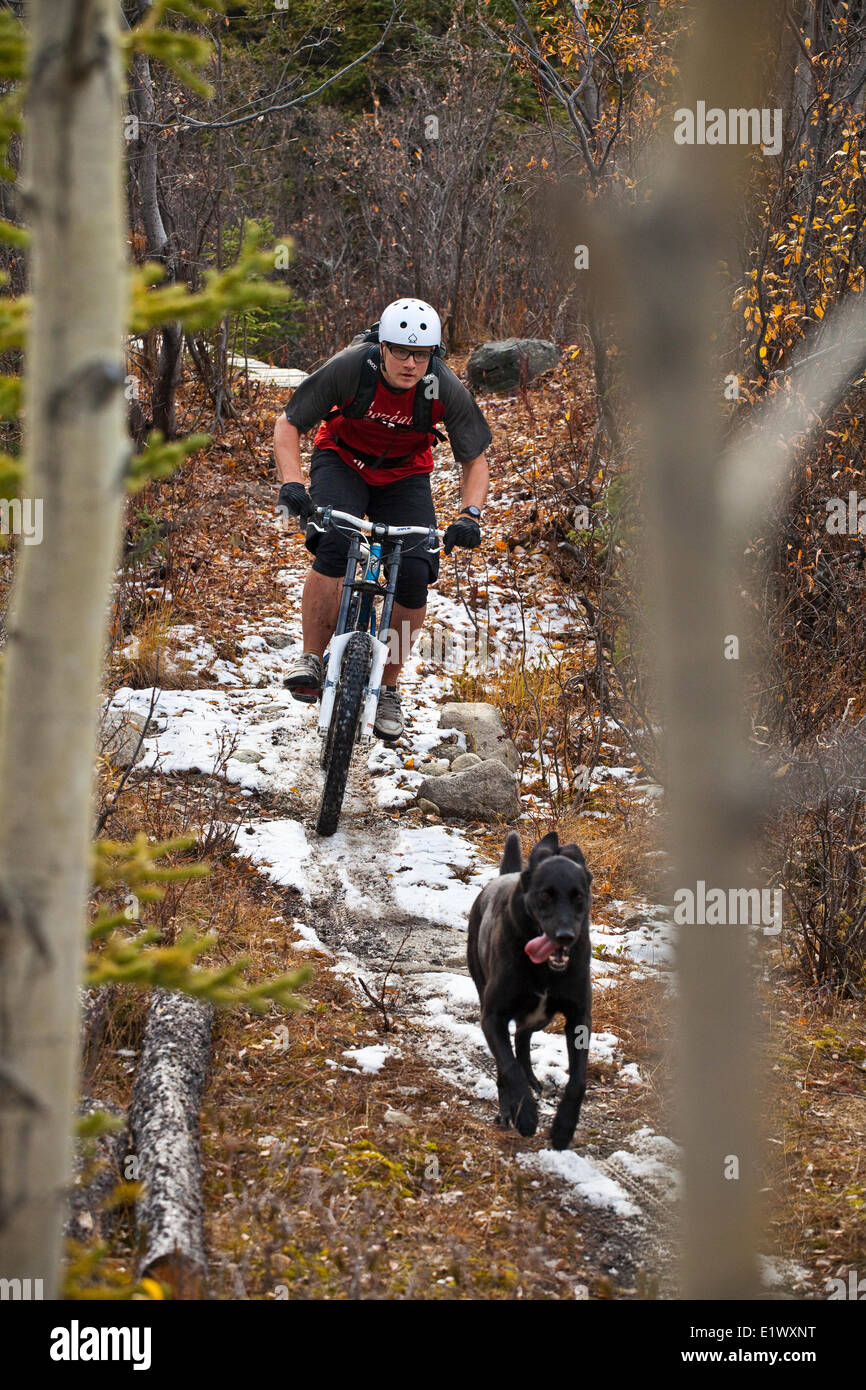 Un maschio di mountain biker giostre incredibili sentieri di Carcross, Yukon durante i colori dell'autunno. Foto Stock