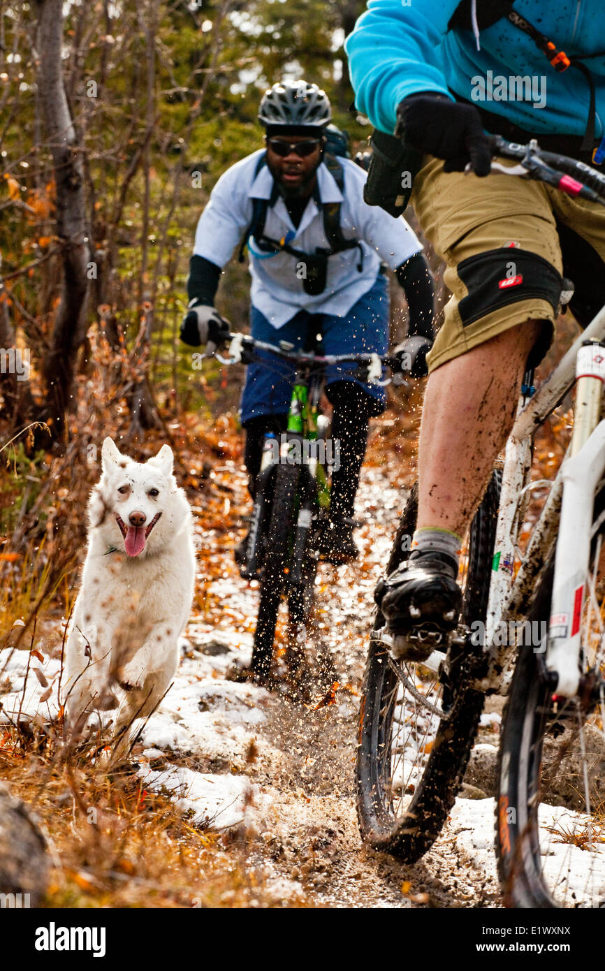 Due maschio mountain bikers in sella alla sorprendente singletrack in Carcross, Yukon Foto Stock
